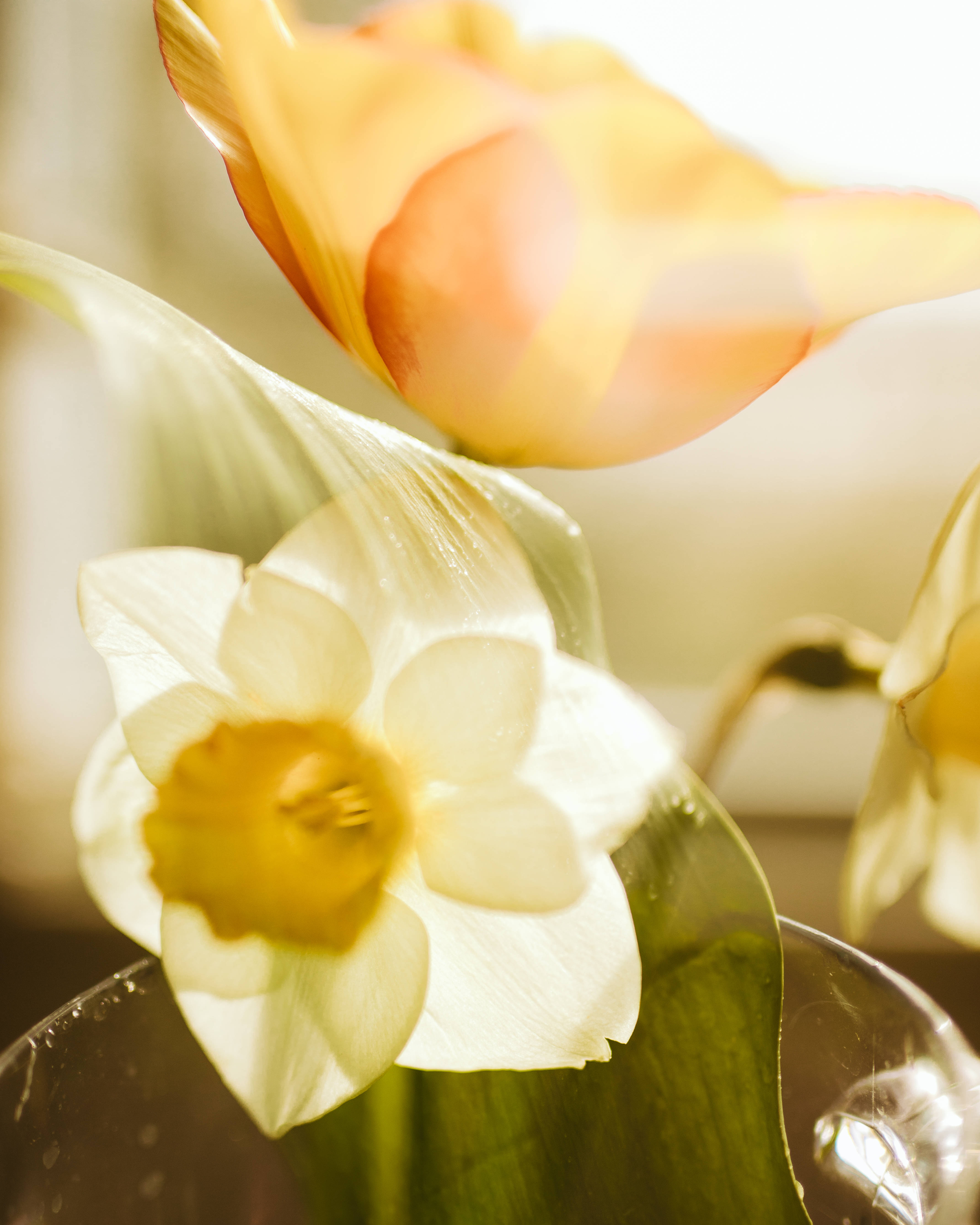 Daffodil 桌布 壁紙 — 白色水仙花特寫，黃色花蕊沐浴在溫暖陽光中，上方模糊的橙色鬱金香，置於玻璃花瓶。