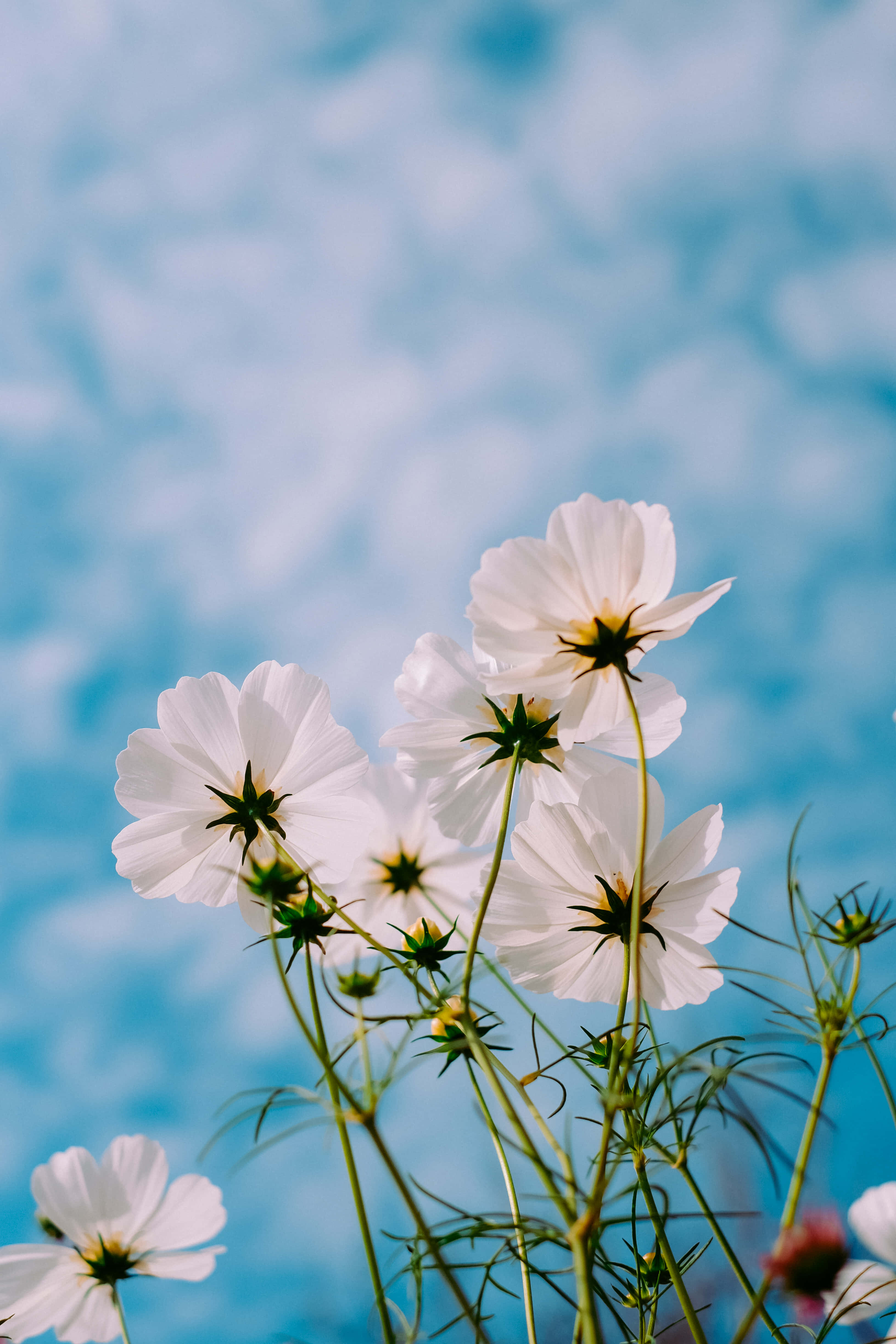 Nature Flower 桌布 壁紙 — 白色波斯菊在柔和藍天與輕柔散景背景下盛開。