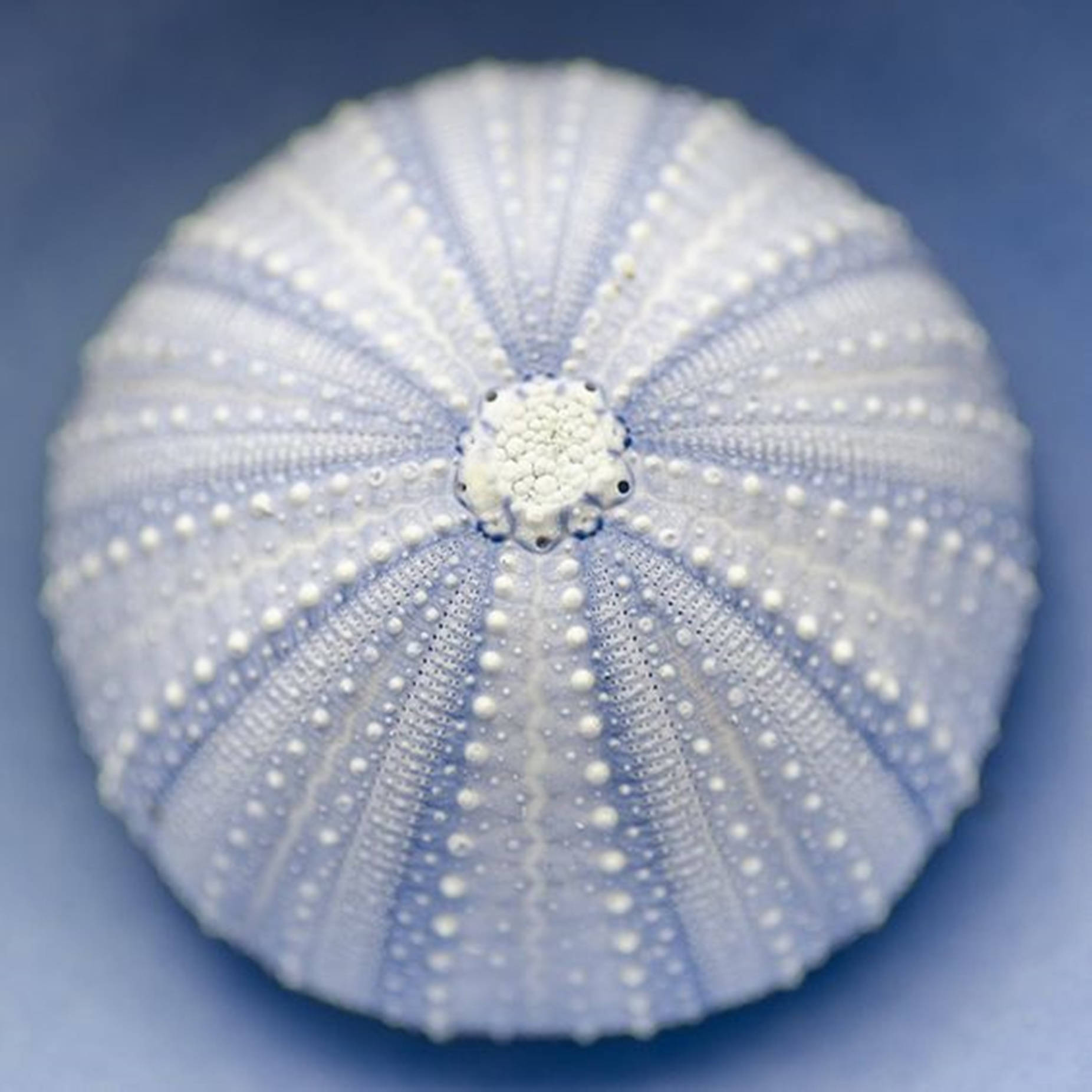 Sea Urchin 桌布 壁紙 — 白色海膽殼的特寫，帶有放射狀脊紋和微小尖刺，背景為柔和藍色。