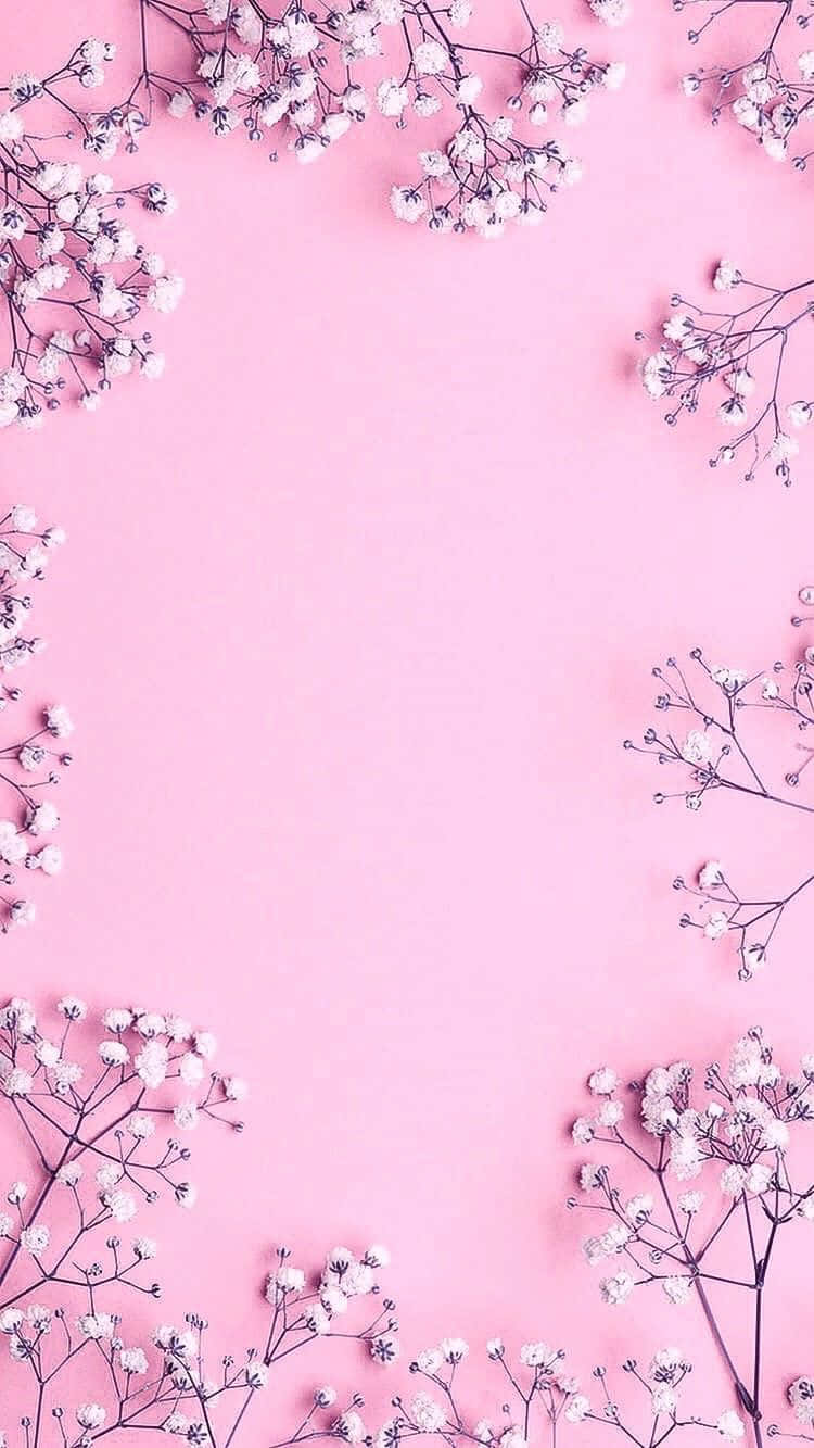 Pink Flower 桌布 壁紙 — 白色滿天星花朵在極簡的平鋪構圖中環繞柔和的粉紅色背景。