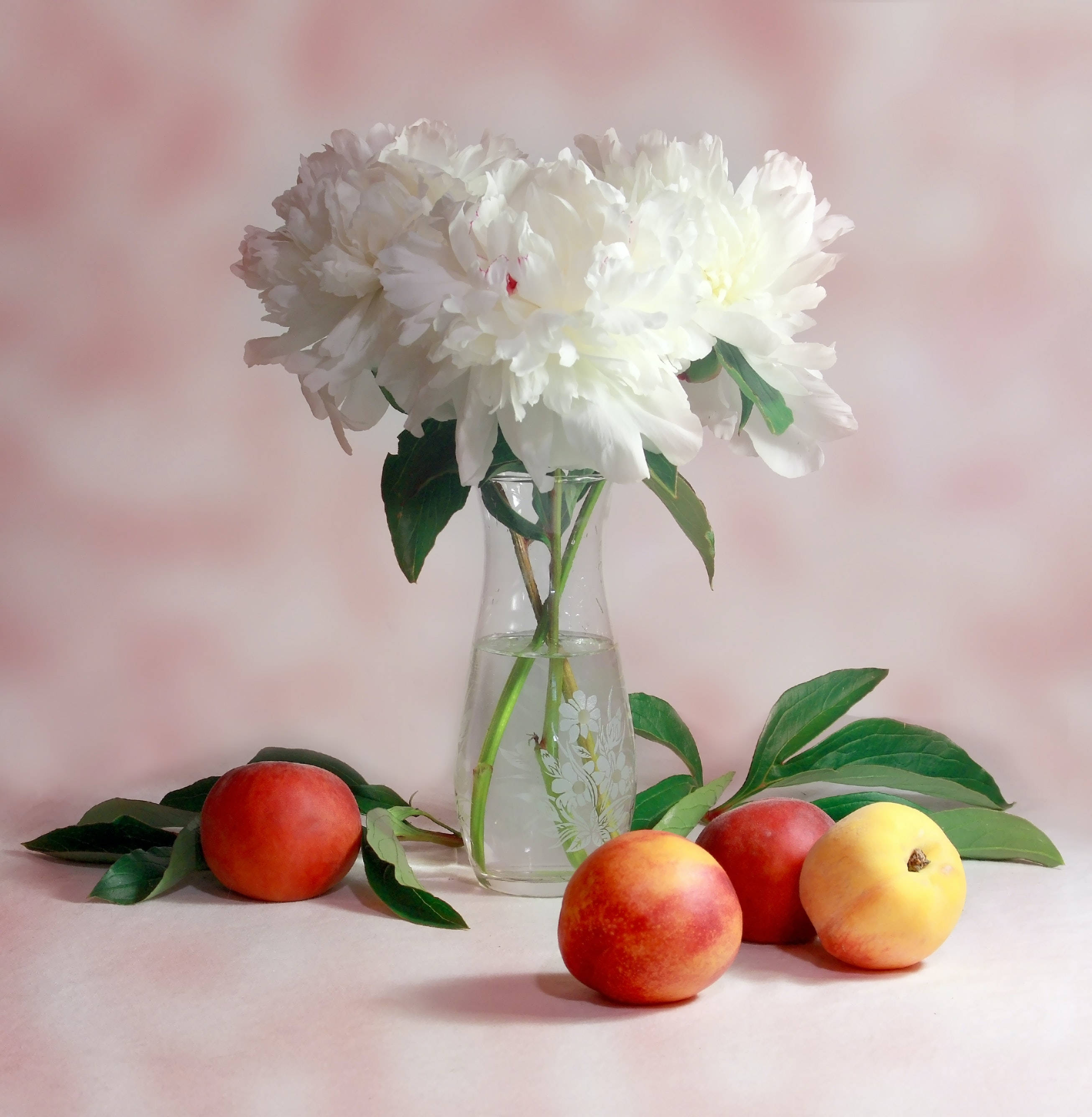 Fruits 桌布 壁紙 — 白色牡丹花在玻璃花瓶裡，配以桃子和葉子，置於柔和粉紅色背景上。