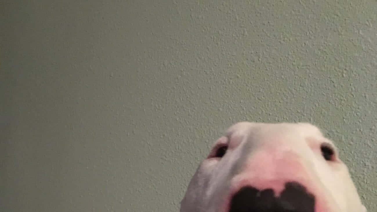 Walter The Dog 桌布 壁紙 — 白色狗臉部特寫，黑色鼻子和眼睛，抬頭看著有紋理的灰色牆壁。