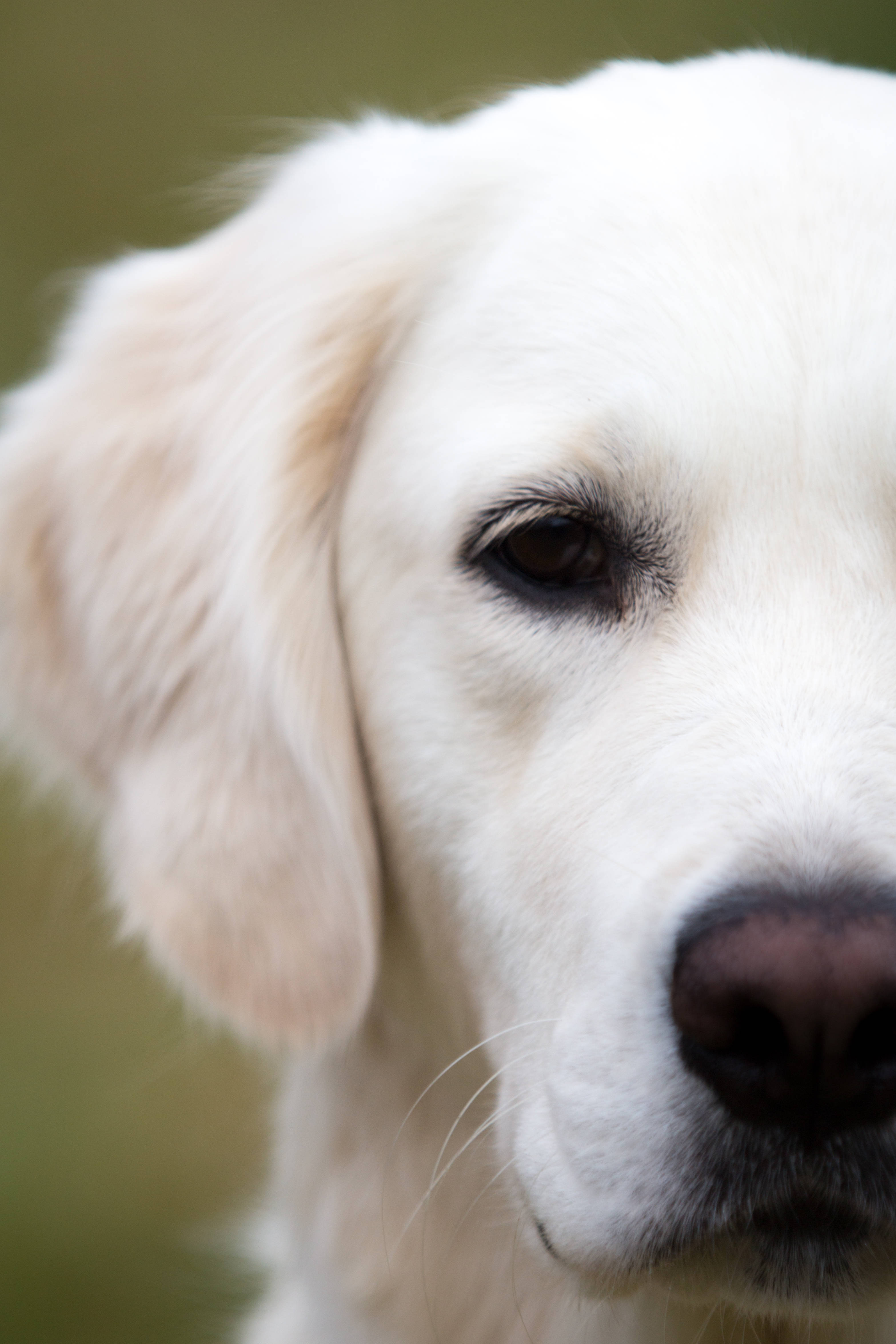 黃金獵犬 桌布 壁紙 — 白色狗隻溫柔臉部的特寫，毛髮柔軟，眼睛深色，背景模糊綠色。