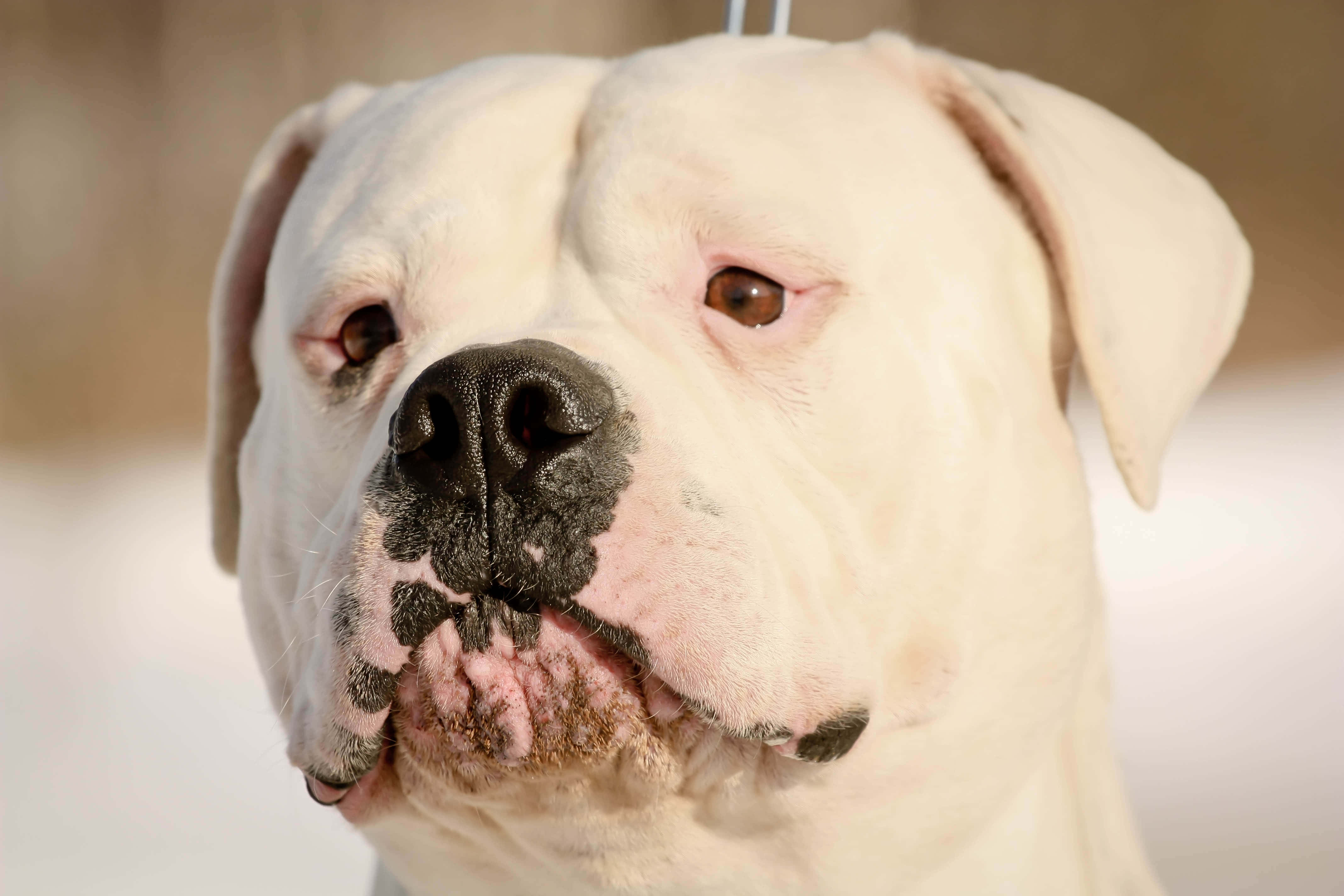 Bulldog 桌布 壁紙 — 白色狗隻特寫，黑鼻粉紅嘴，站在雪地冬季景觀中。