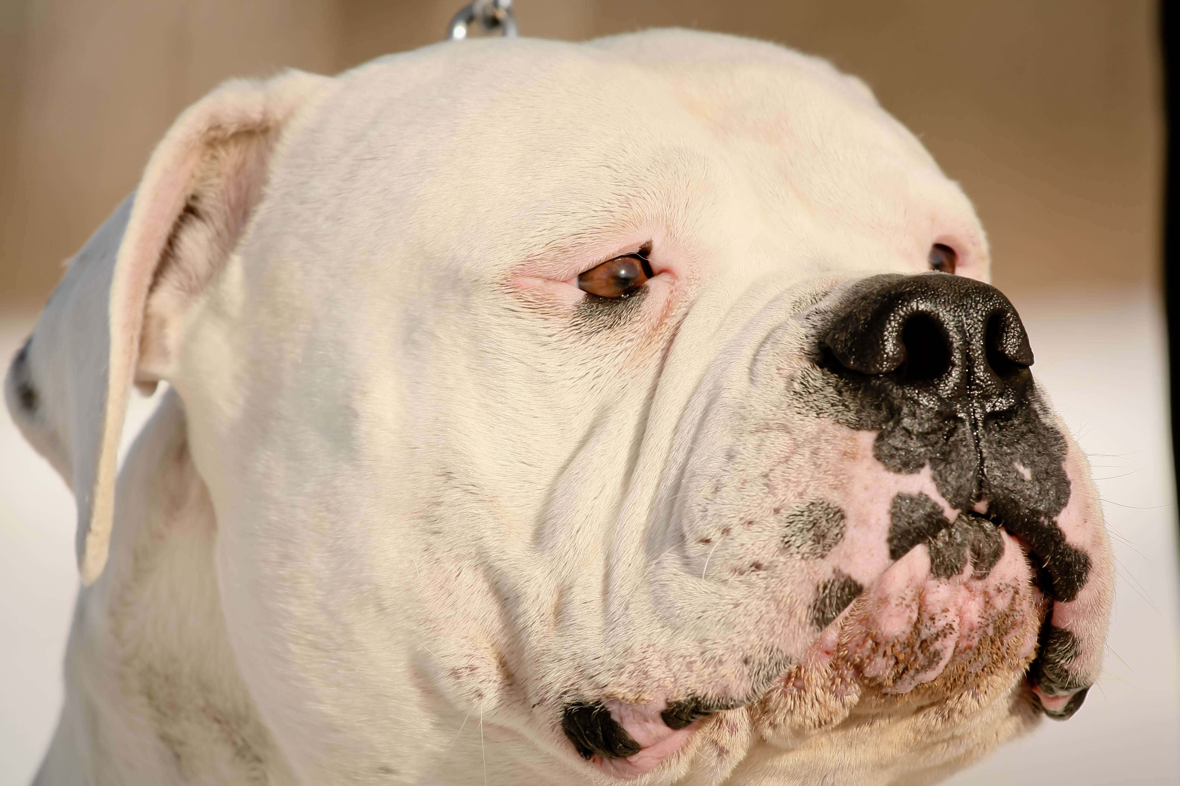 Bulldog 桌布 壁紙 — 白色狗隻的特寫，口鼻部有黑色斑點，平靜的棕色眼睛側視。