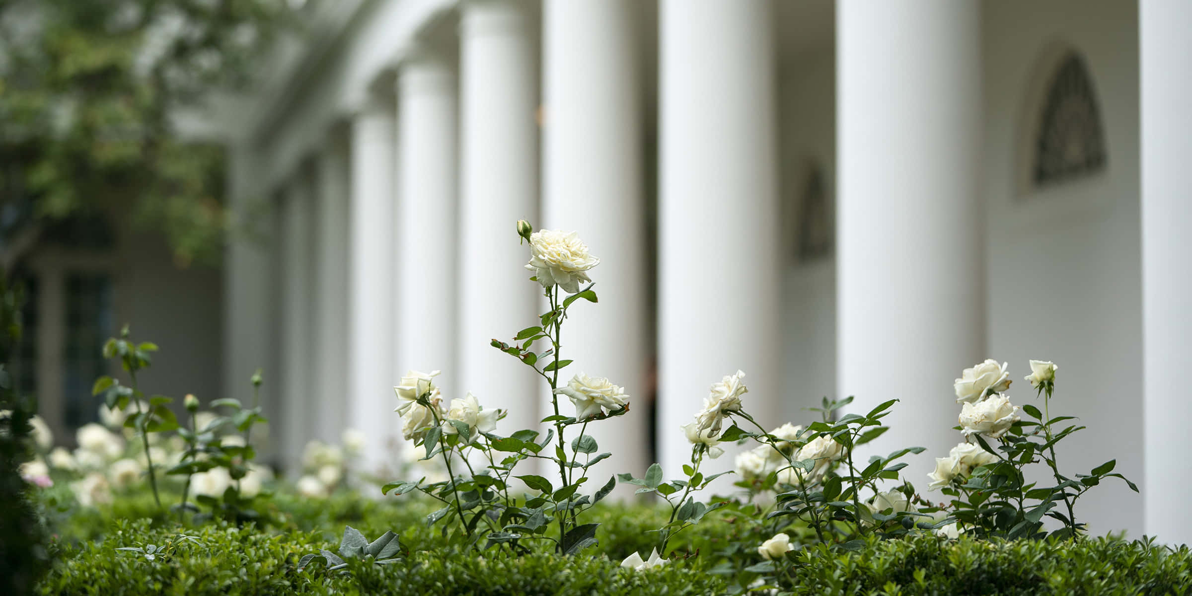 White House Rose Garden 桌布 壁紙 — 白色玫瑰在前景盛開，宏偉建築的白色大柱在後方柔和模糊。