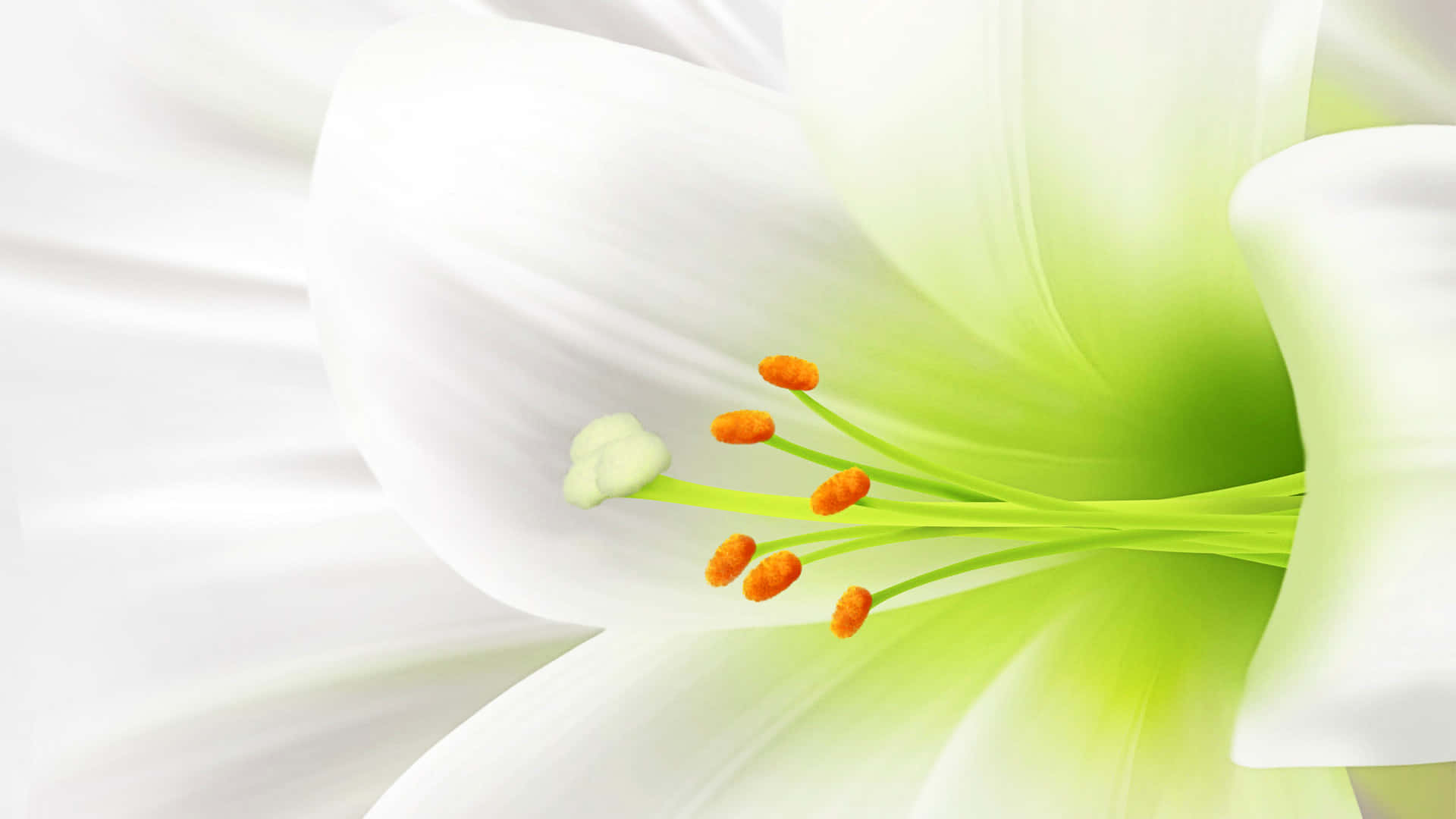 白色百合，綠色花瓣與橙色花蕊 壁紙