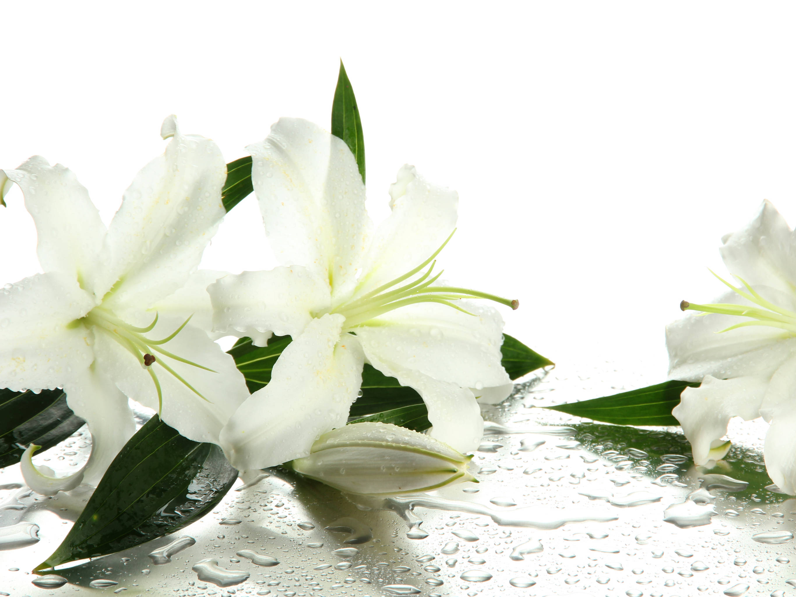 lily 桌布 壁紙 — 白色百合花帶有露珠，停留在濕潤的反光表面上，背景為明亮的白色。