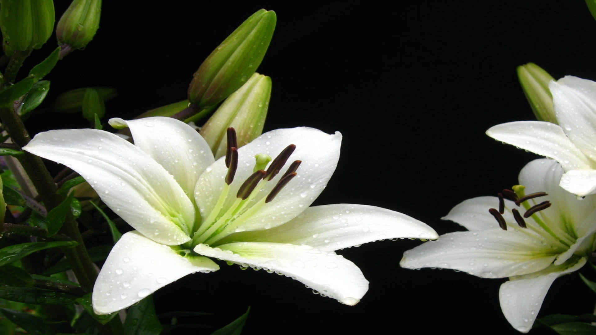 lily 桌布 壁紙 — 白色百合花帶著露珠在純黑背景上綻放，襯以綠色花蕾和葉子。