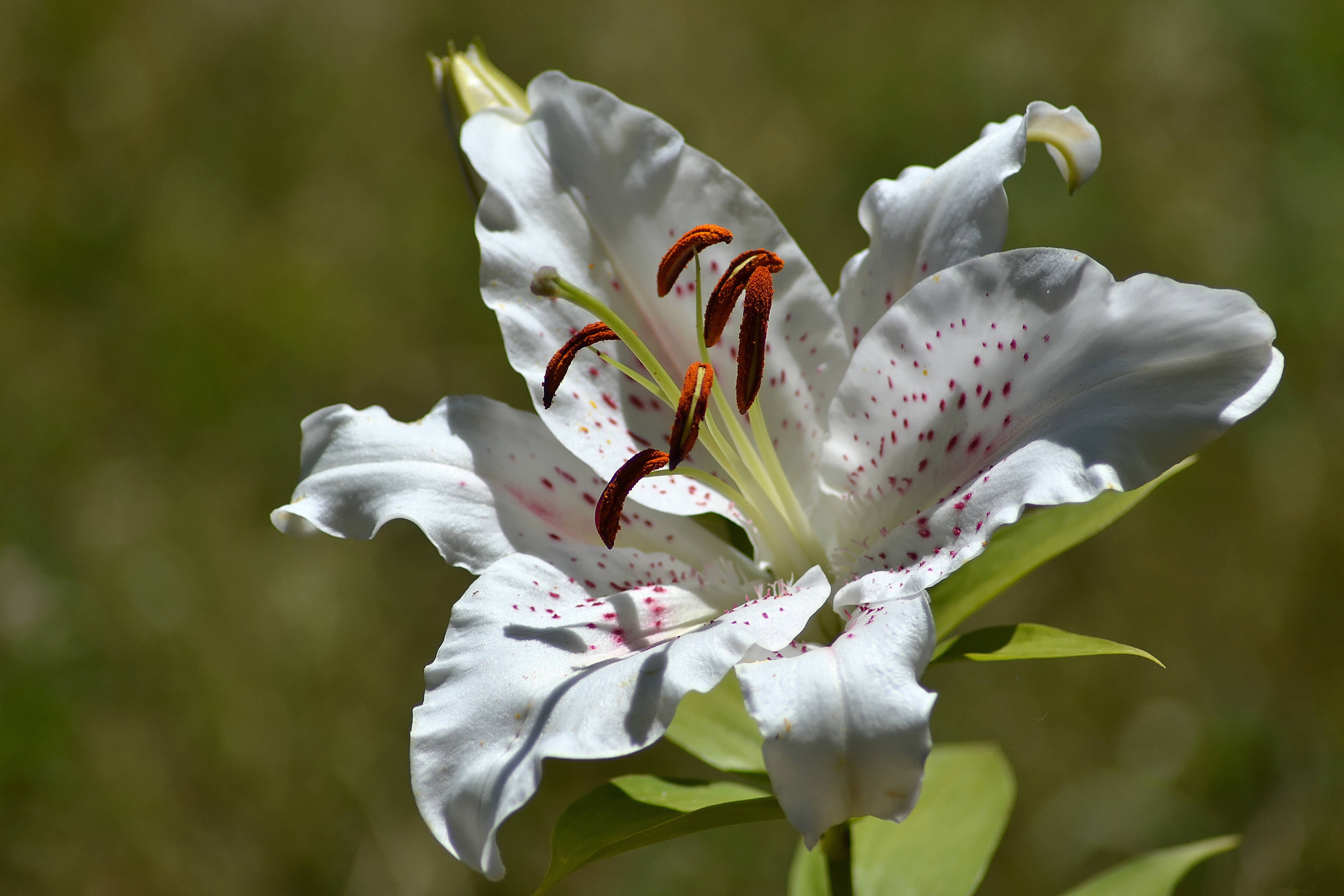 lily 桌布 壁紙 — 白色百合花的特寫，帶有紅色斑點和橙色雄蕊，在明亮的陽光下閃耀。