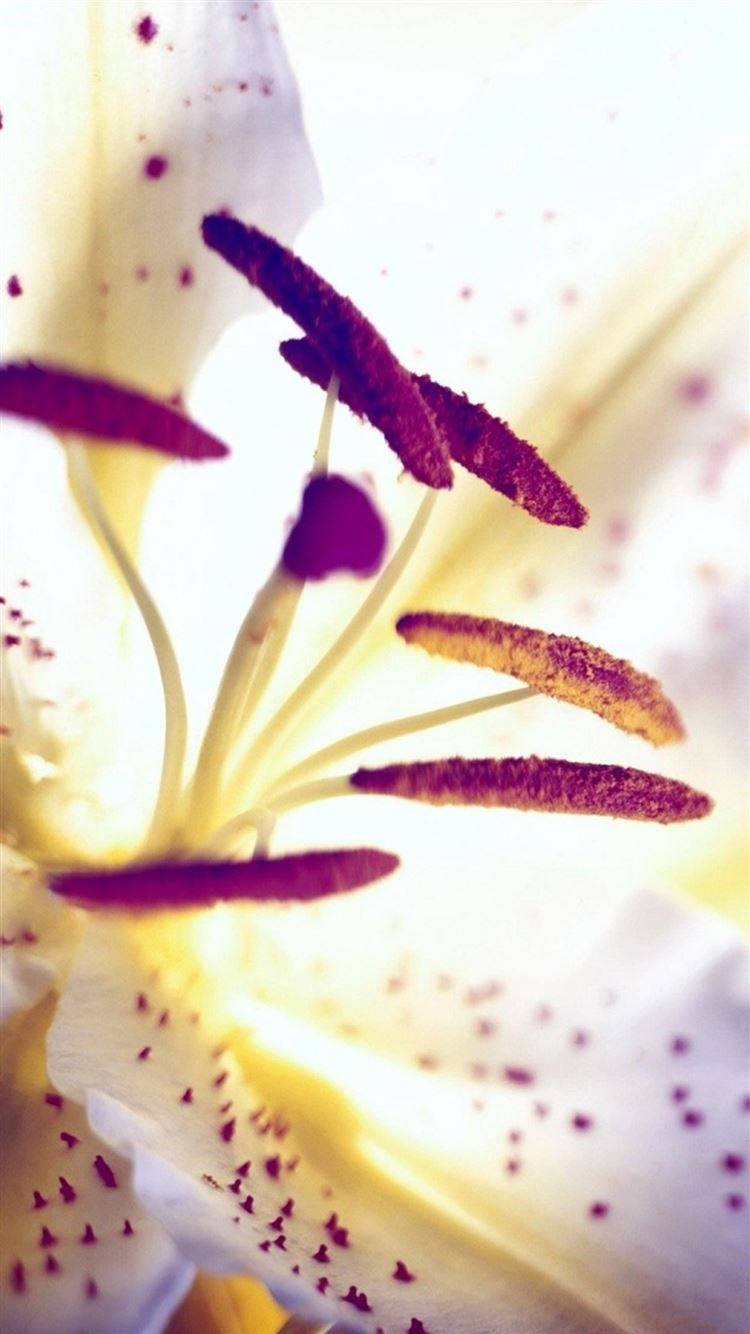 Lily Flower 桌布 壁紙 — 白色百合花的特寫，帶有紫色斑點和突出的雄蕊，在柔和背光中閃耀。