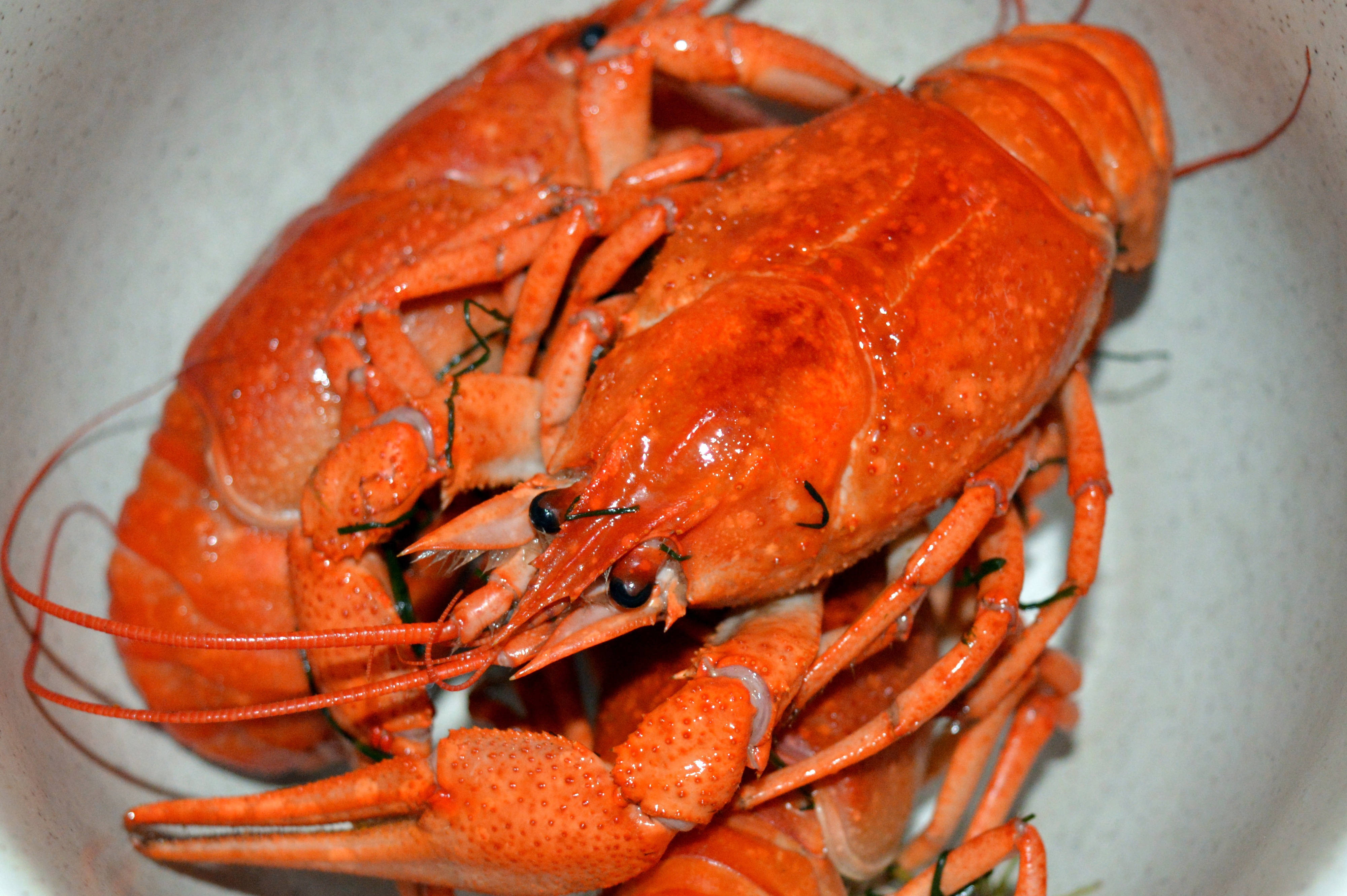 Lobster 桌布 壁紙 — 白色碗中堆滿鮮橙色熟小龍蝦的特寫，外殼閃亮，長觸鬚清晰可見。