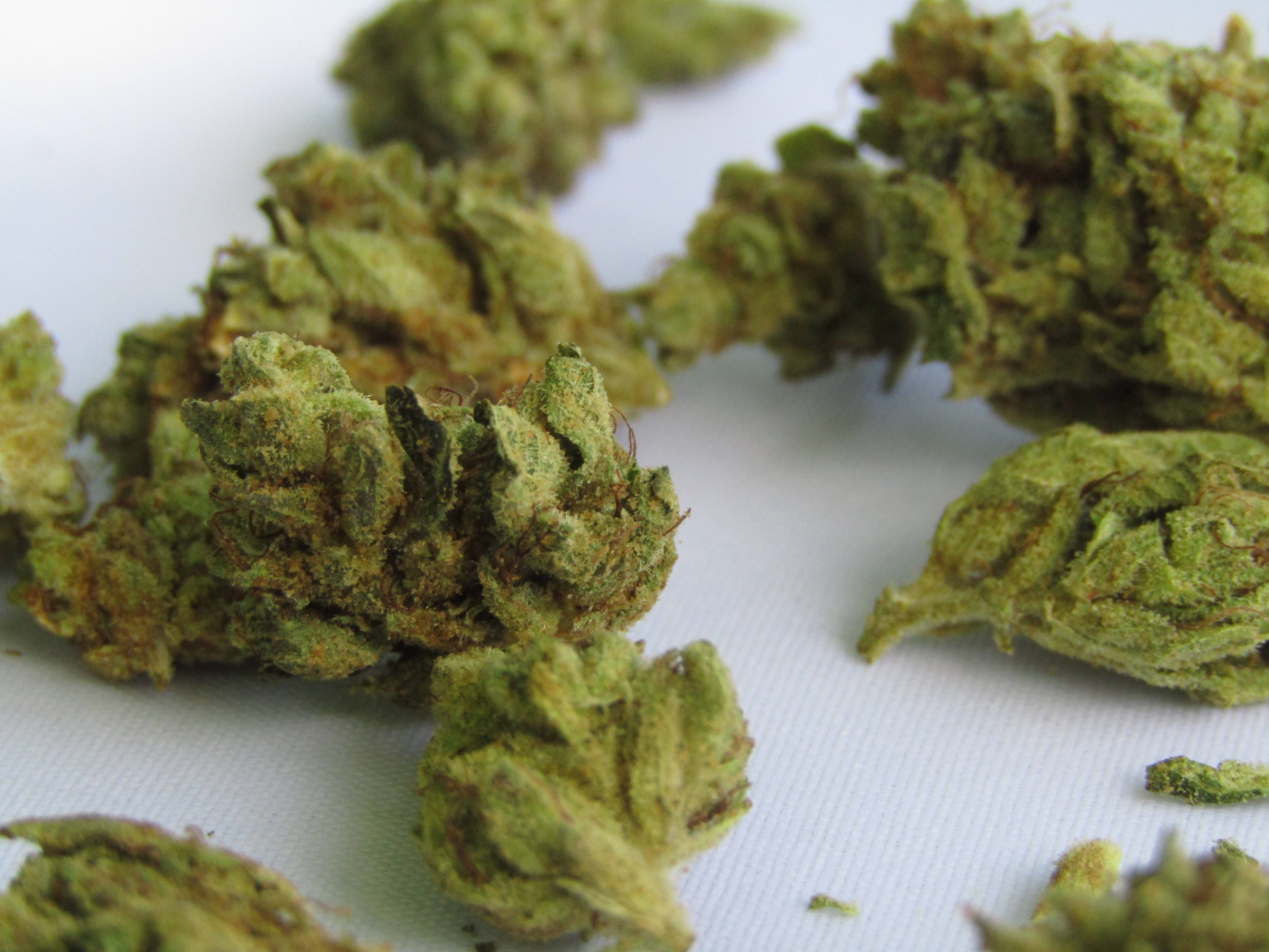 大麻 桌布 壁紙 — 白色紋理表面上散落著琥珀色毛狀體的密集綠色大麻花蕾的特寫。