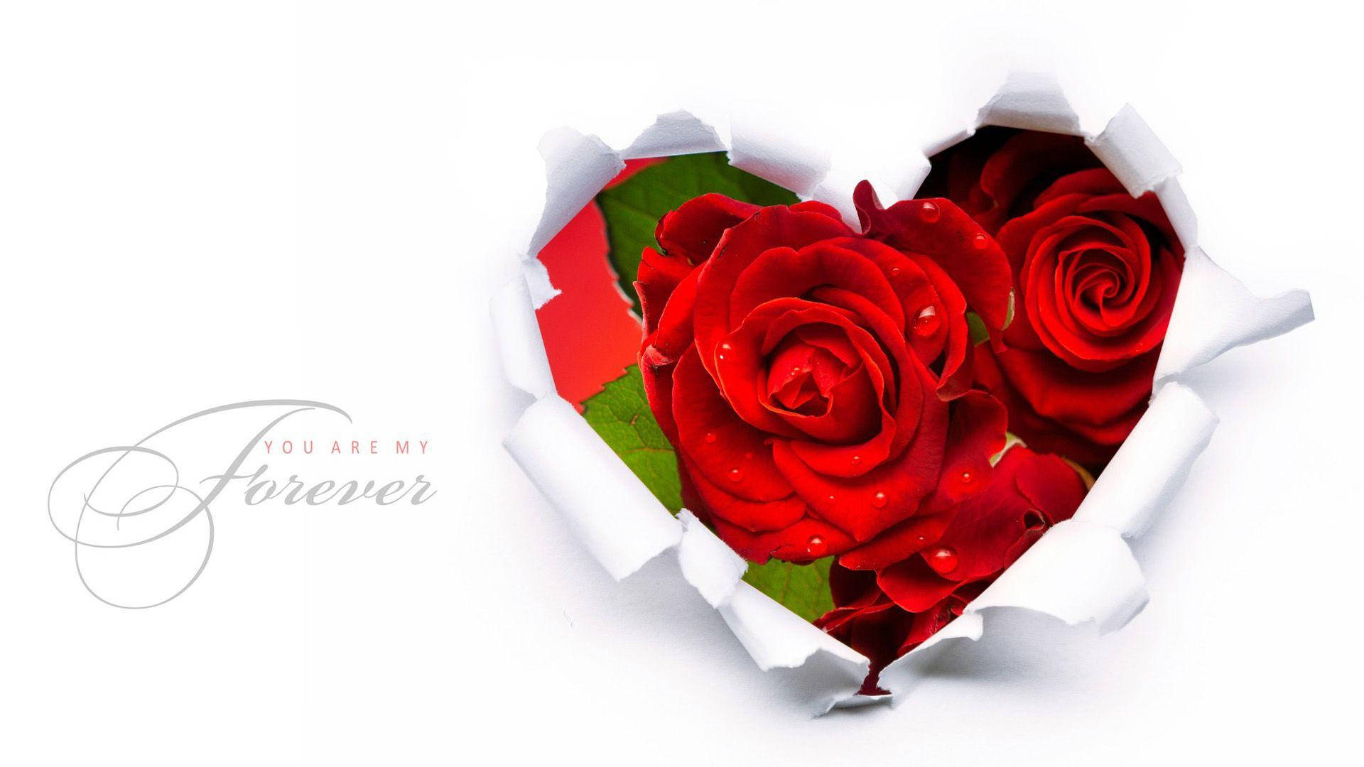 Red Roses 桌布 壁紙 — 白色紙張上有一個心形撕口，露出帶有露珠的鮮紅玫瑰和綠葉。