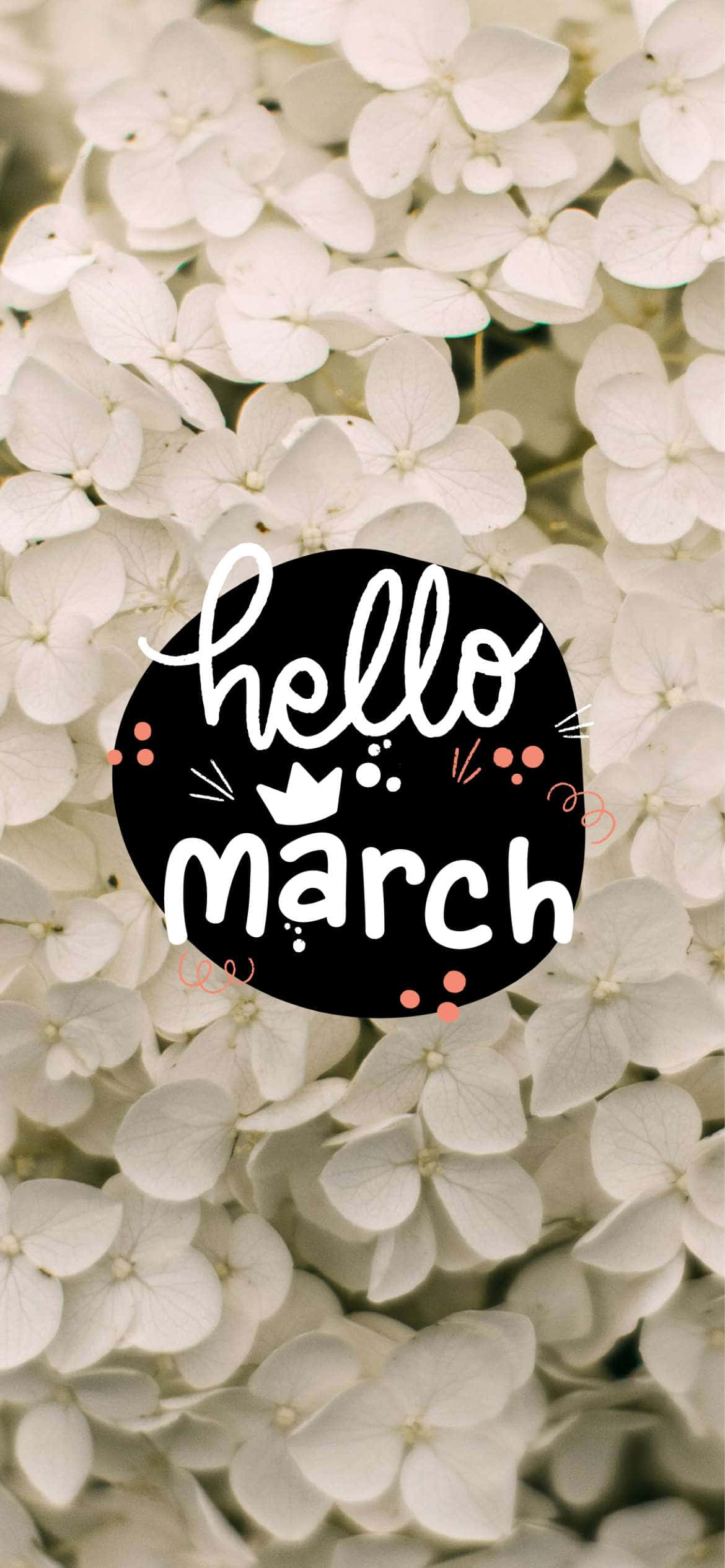 Hello March 桌布 壁紙 — 白色繡球花的特寫，帶有黑色圓形圖案，以白色草書寫著hello march。