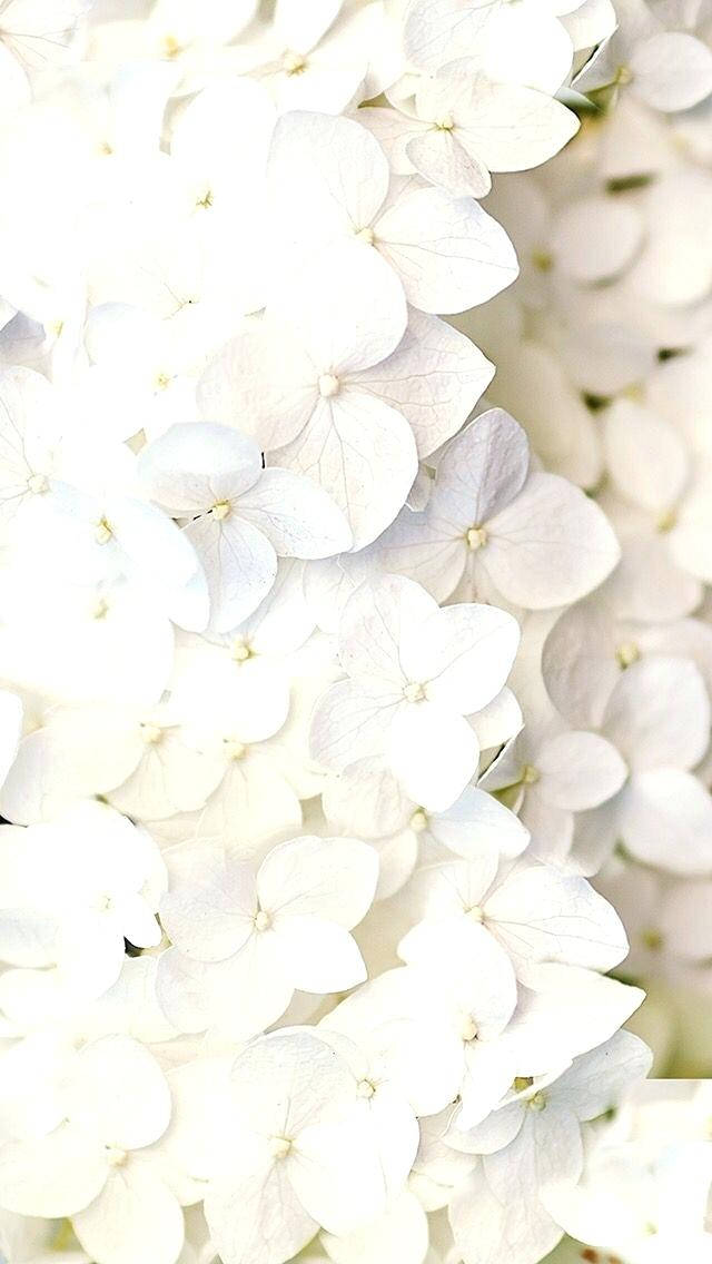 Flowers Aesthetic 桌布 壁紙 — 白色繡球花的特寫，柔和光線突顯其層層疊疊的花瓣。