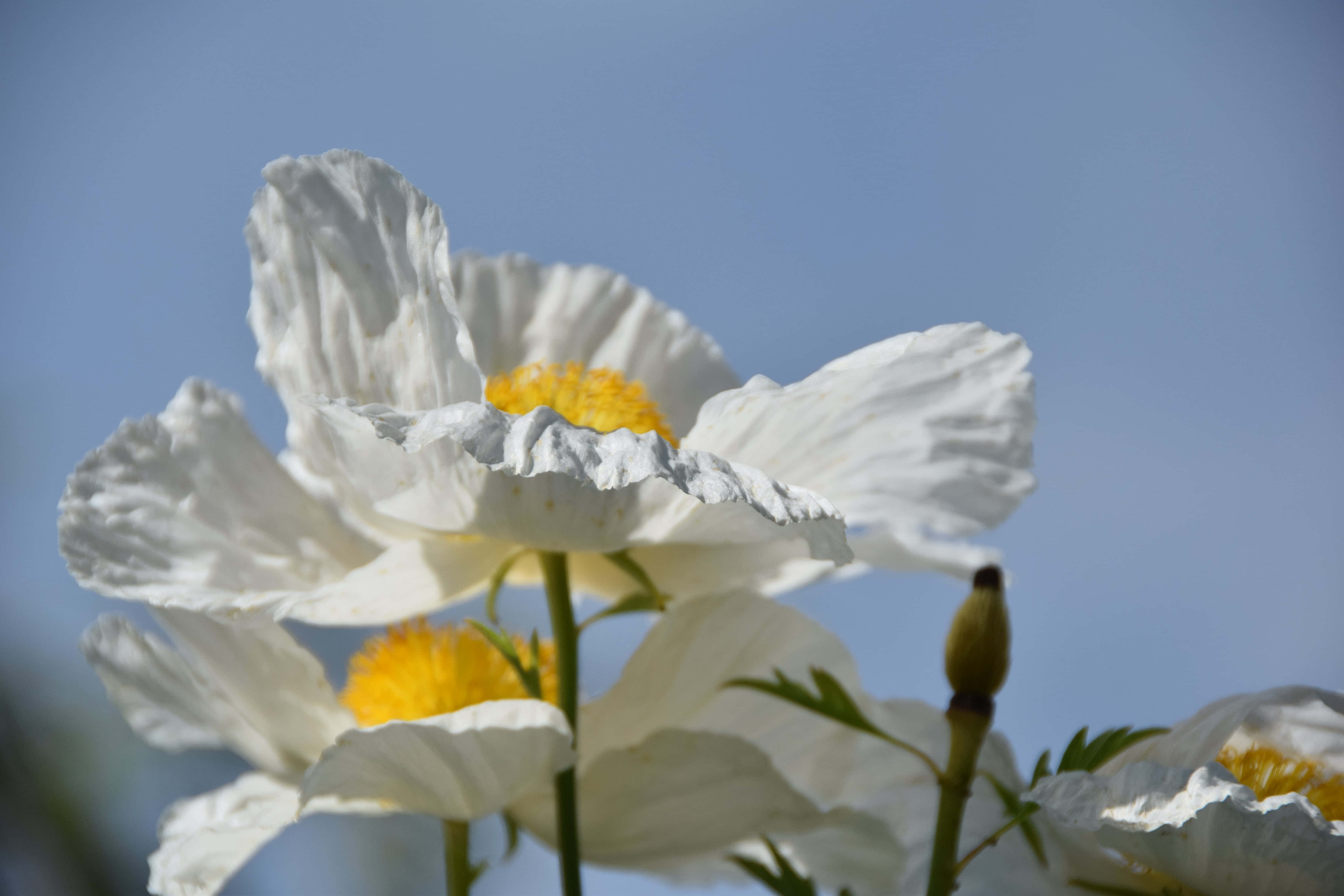 Summer Flowers 桌布 壁紙 — 白色罌粟花帶有黃色花心，在柔和自然光下，在清澈的藍天中綻放。