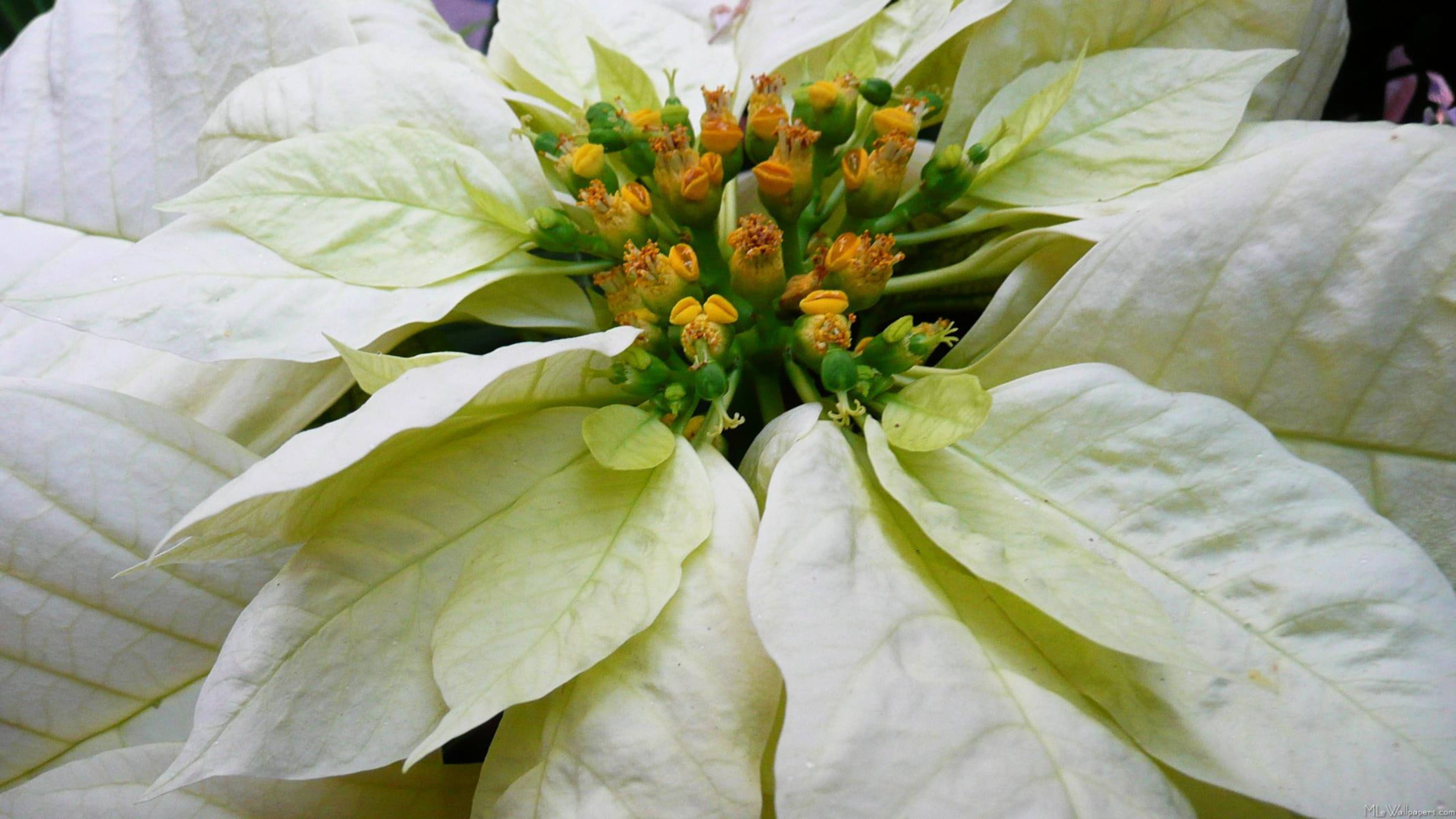Poinsettia 桌布 壁紙 — 白色聖誕紅的特寫，帶有精緻的黃橙色苞片和綠色中心花朵。