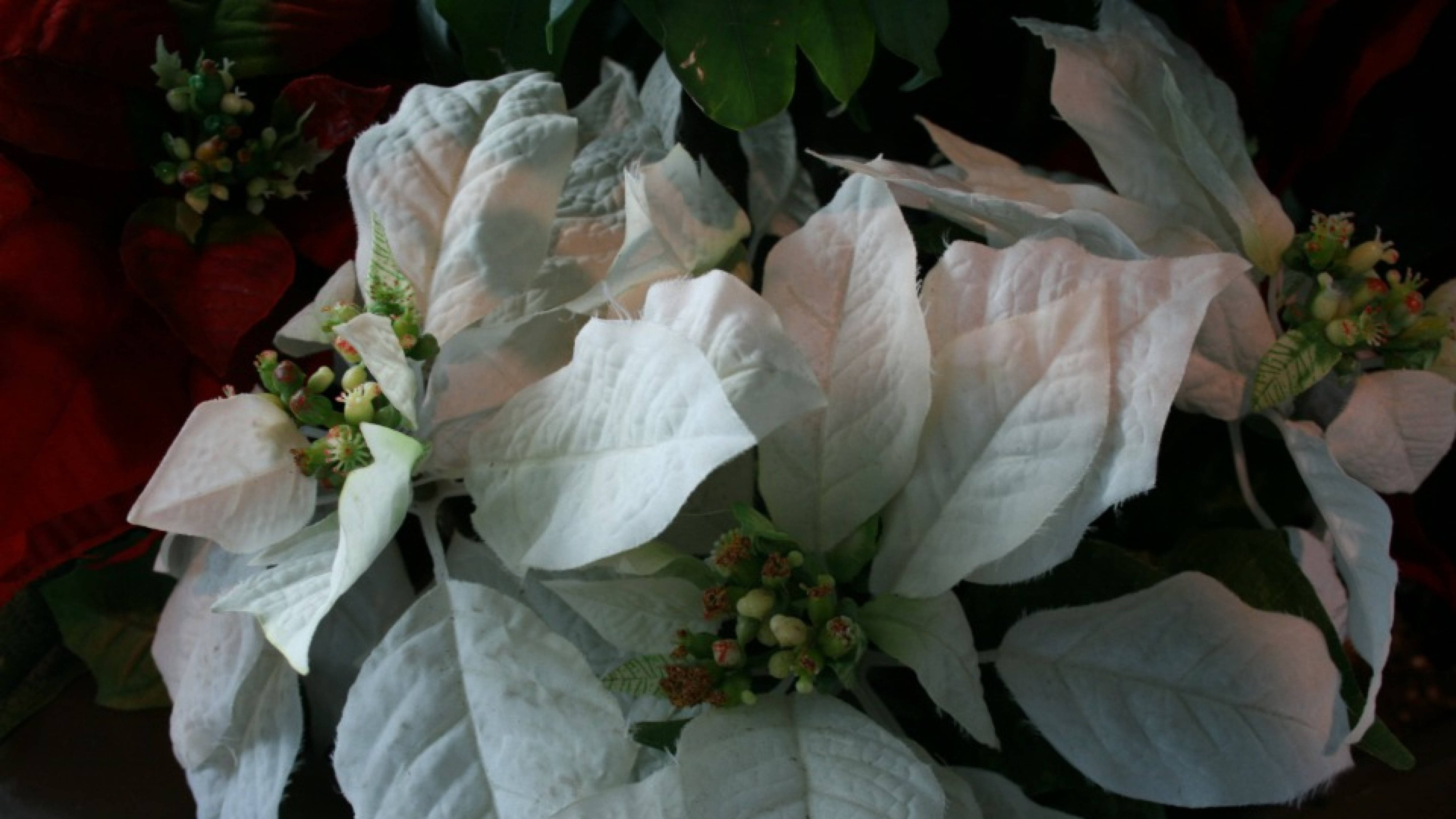 聖誕紅 桌布 壁紙 — 白色聖誕紅苞片的特寫，帶有綠色中心和深色葉子，背景為紅色。