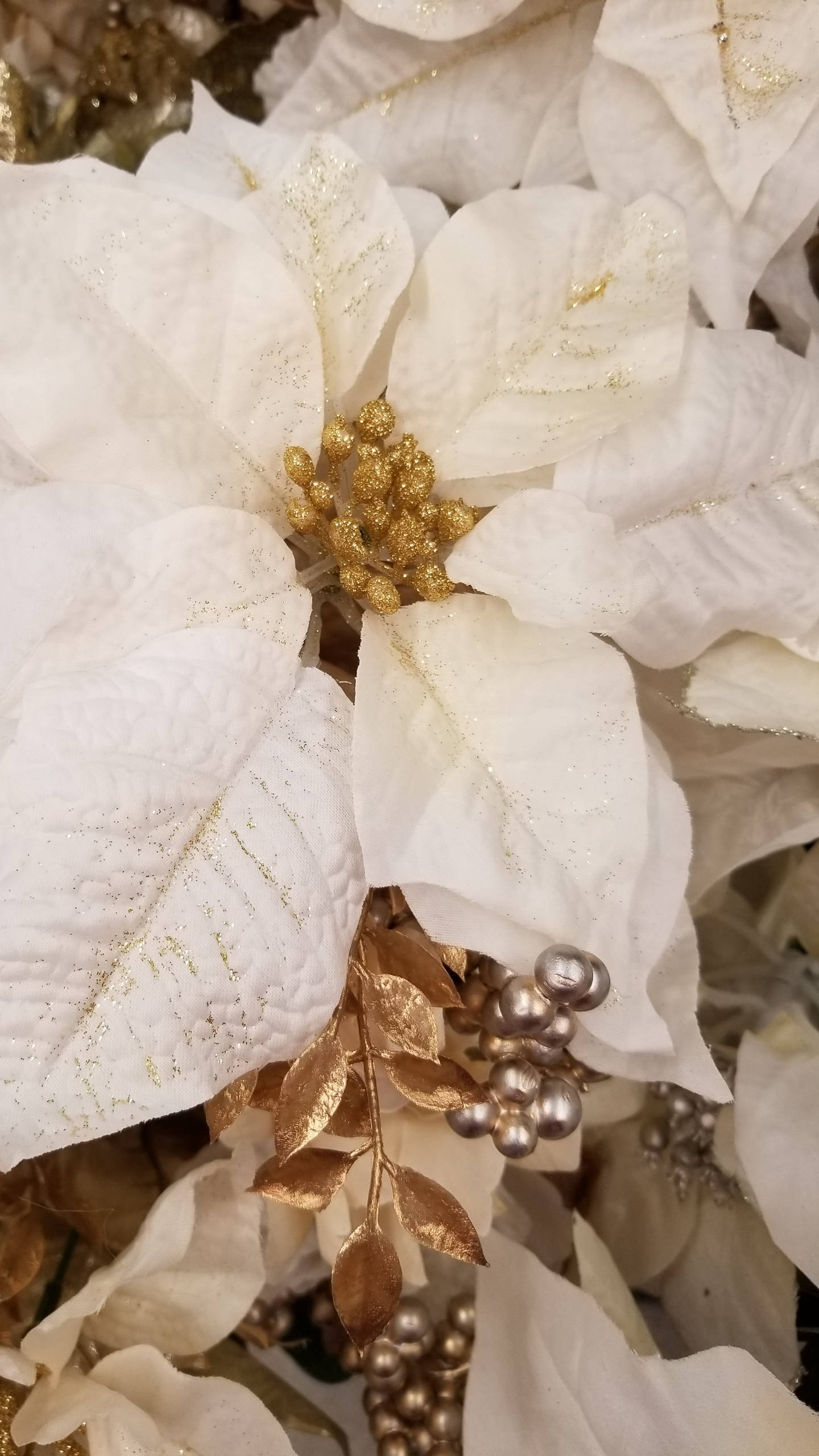 聖誕紅 桌布 壁紙 — 白色聖誕紅近照，帶有金色亮粉裝飾和金屬漿果，營造節日氣氛。