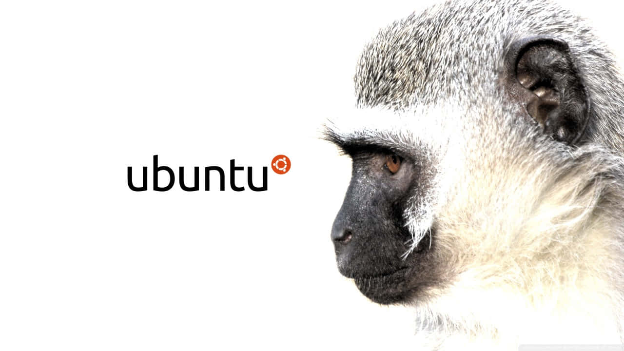 Ape 桌布 壁紙 — 白色背景上，Ubuntu 標誌旁邊一隻灰色猴子的特寫側面，猴子有深色臉龐和橙色眼睛。
