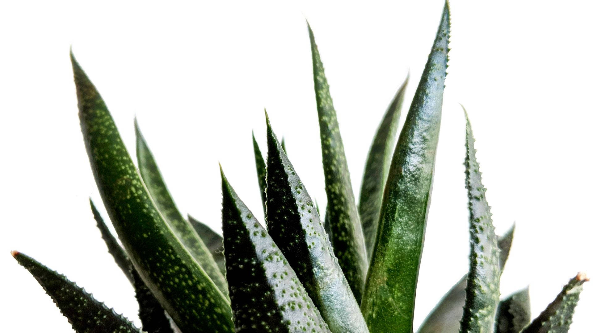 Aloe Vera 桌布 壁紙 — 白色背景上，帶有斑點葉子的尖刺綠色多肉植物特寫。
