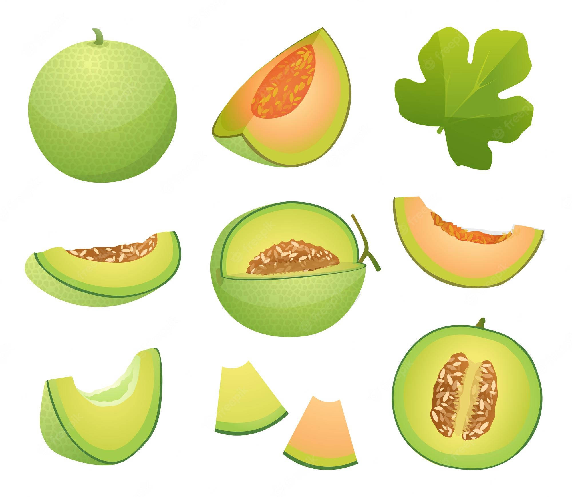 Fruits 桌布 壁紙 — 白色背景上帶有種子和葉子的完整及切片綠色蜜瓜的插圖集合。