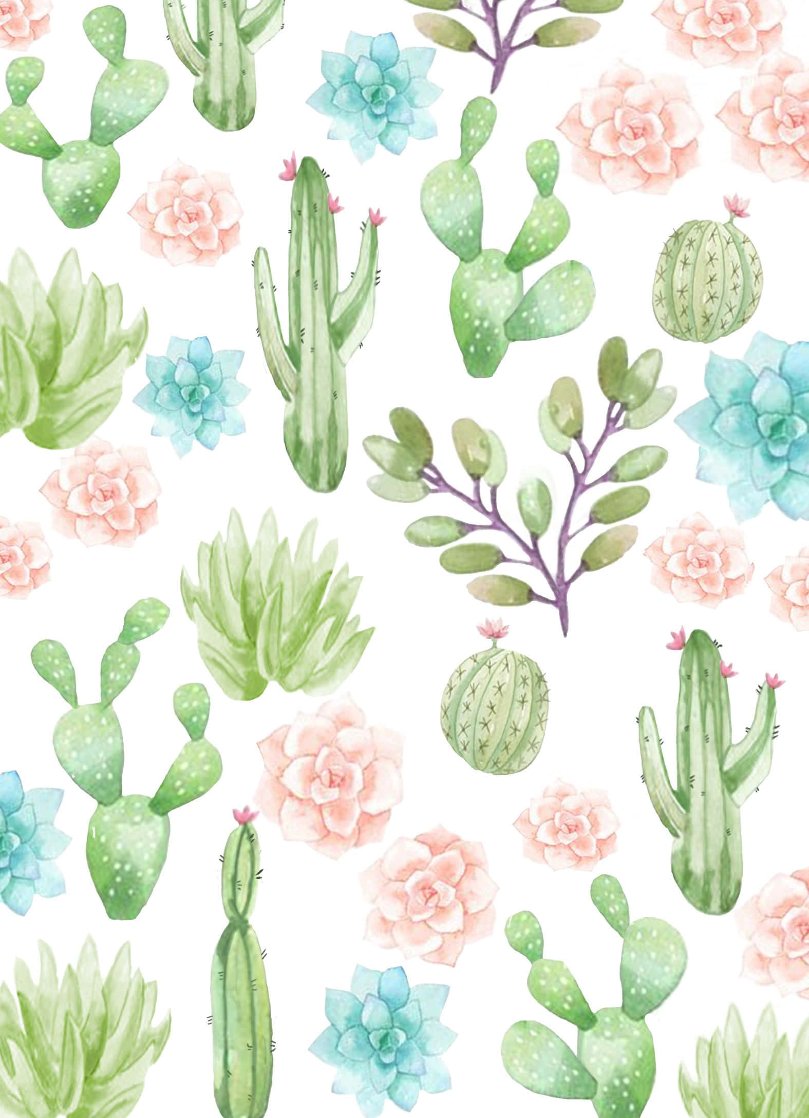 Cactus 桌布 壁紙 — 白色背景上綠色仙人掌和多肉植物，帶有粉紅色和藍色花朵的水彩圖案。