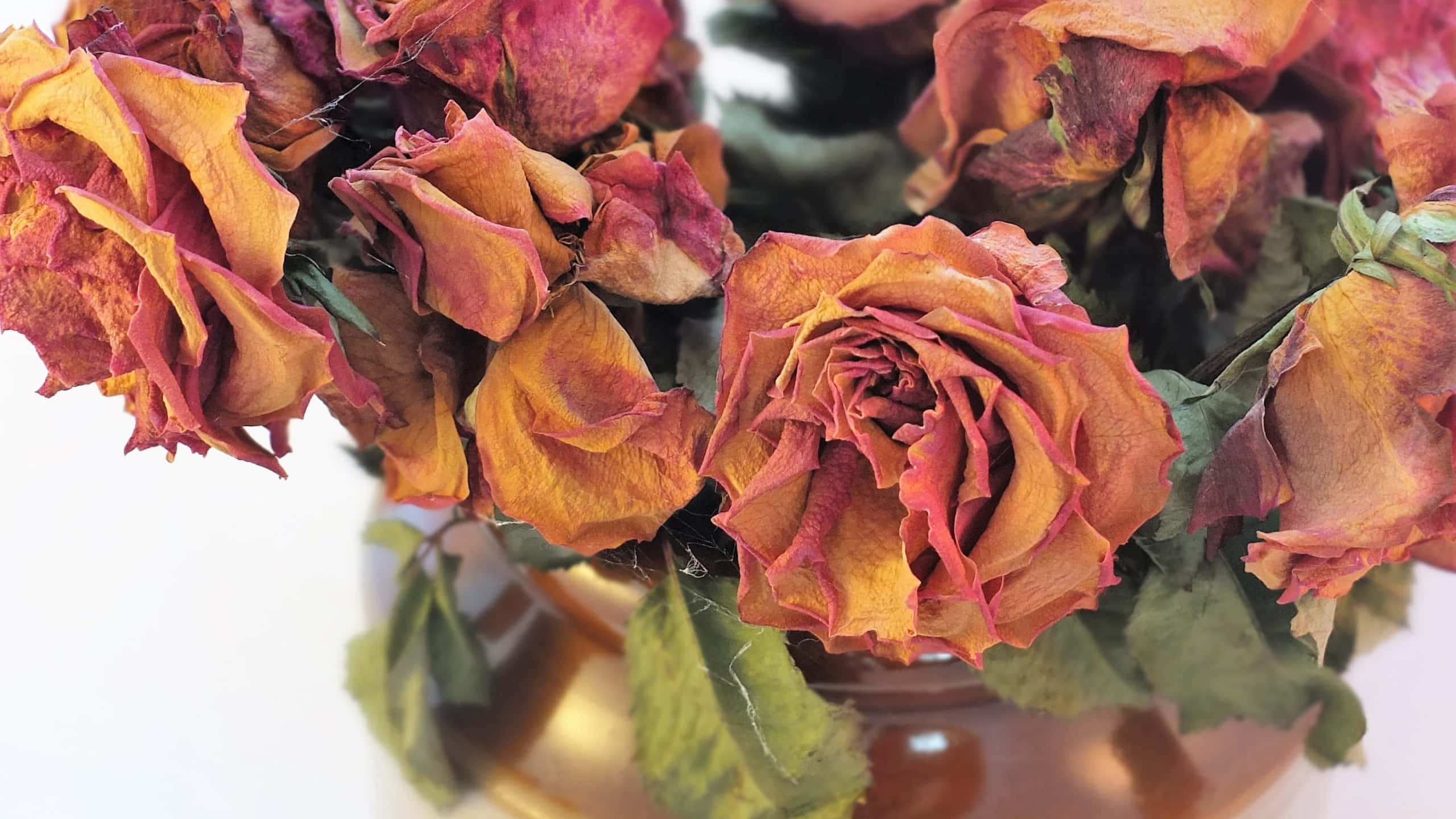 Roses 桌布 壁紙 — 白色背景前，金色花瓶中的乾燥玫瑰特寫，呈現溫暖的橙紅色調。
