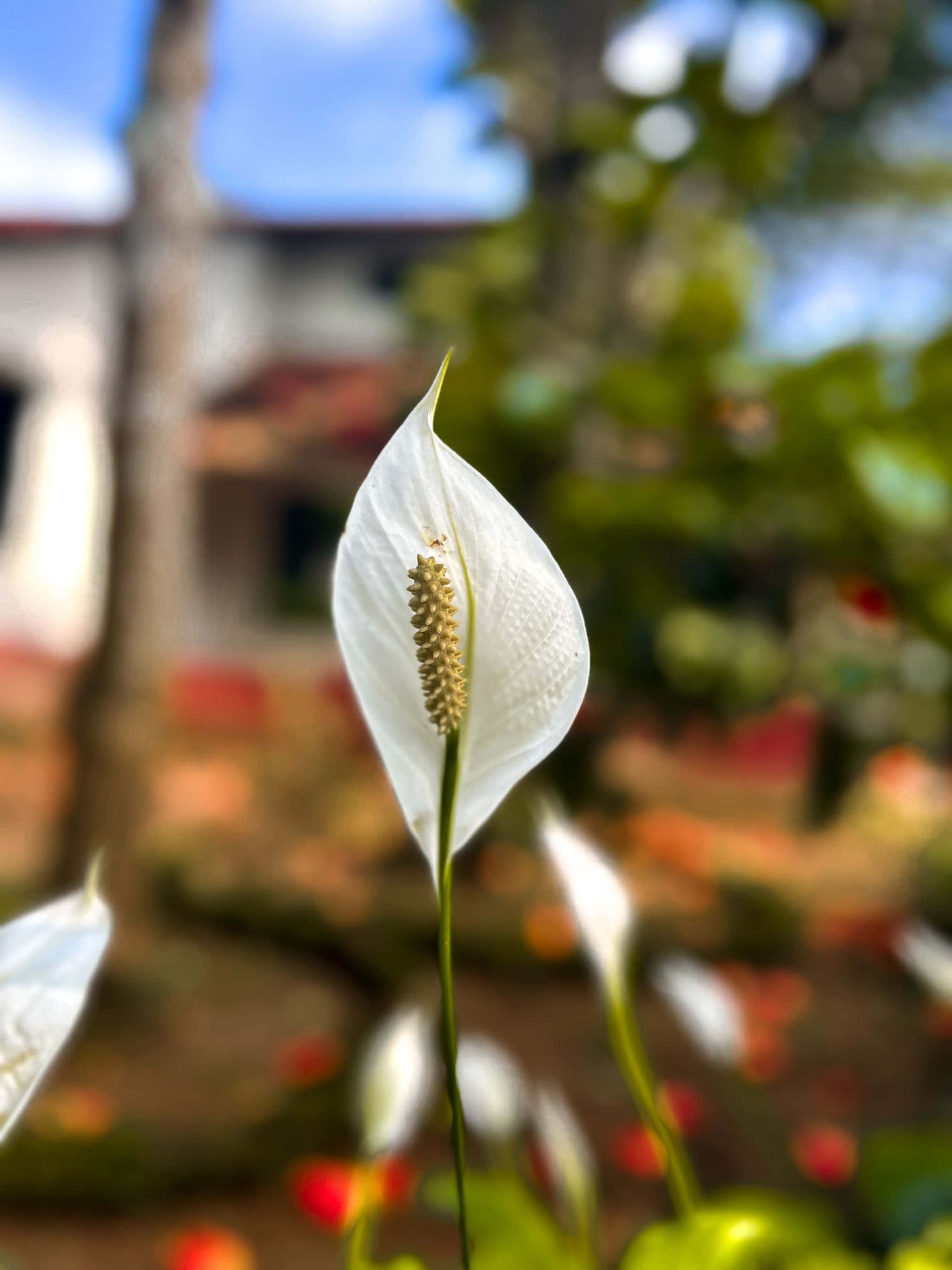 白色花朵在房屋前 壁紙