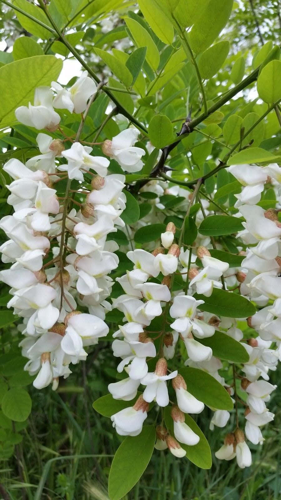 Black Locust 桌布 壁紙 — 白色花朵在柔和日光下，於翠綠葉片間形成細緻花簇，如瀑布般垂落。
