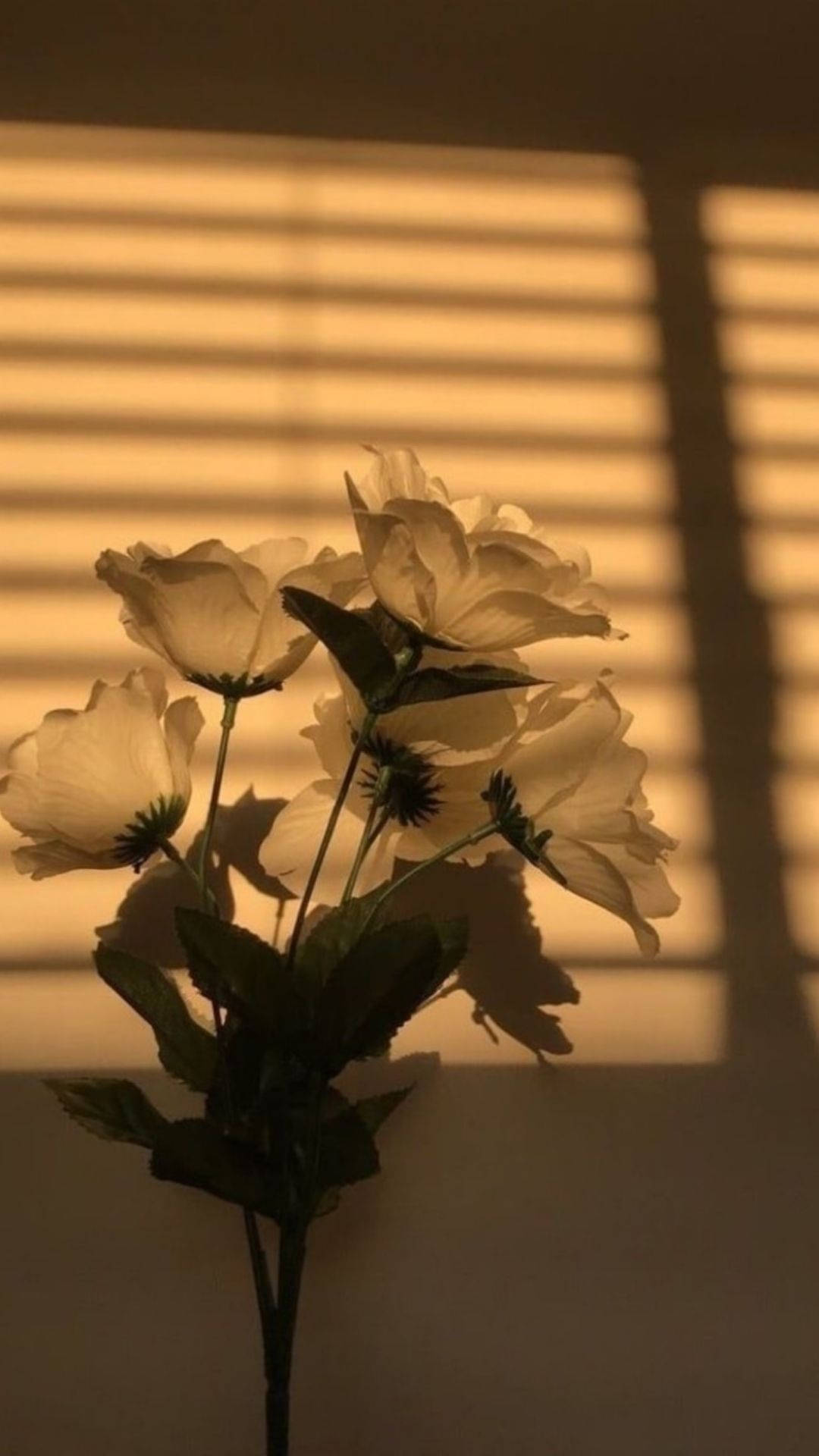 花朵美學動態圖 桌布 壁紙 — 白色花朵在水平百葉窗透進的溫暖金色光線照射的牆上投下柔和陰影。