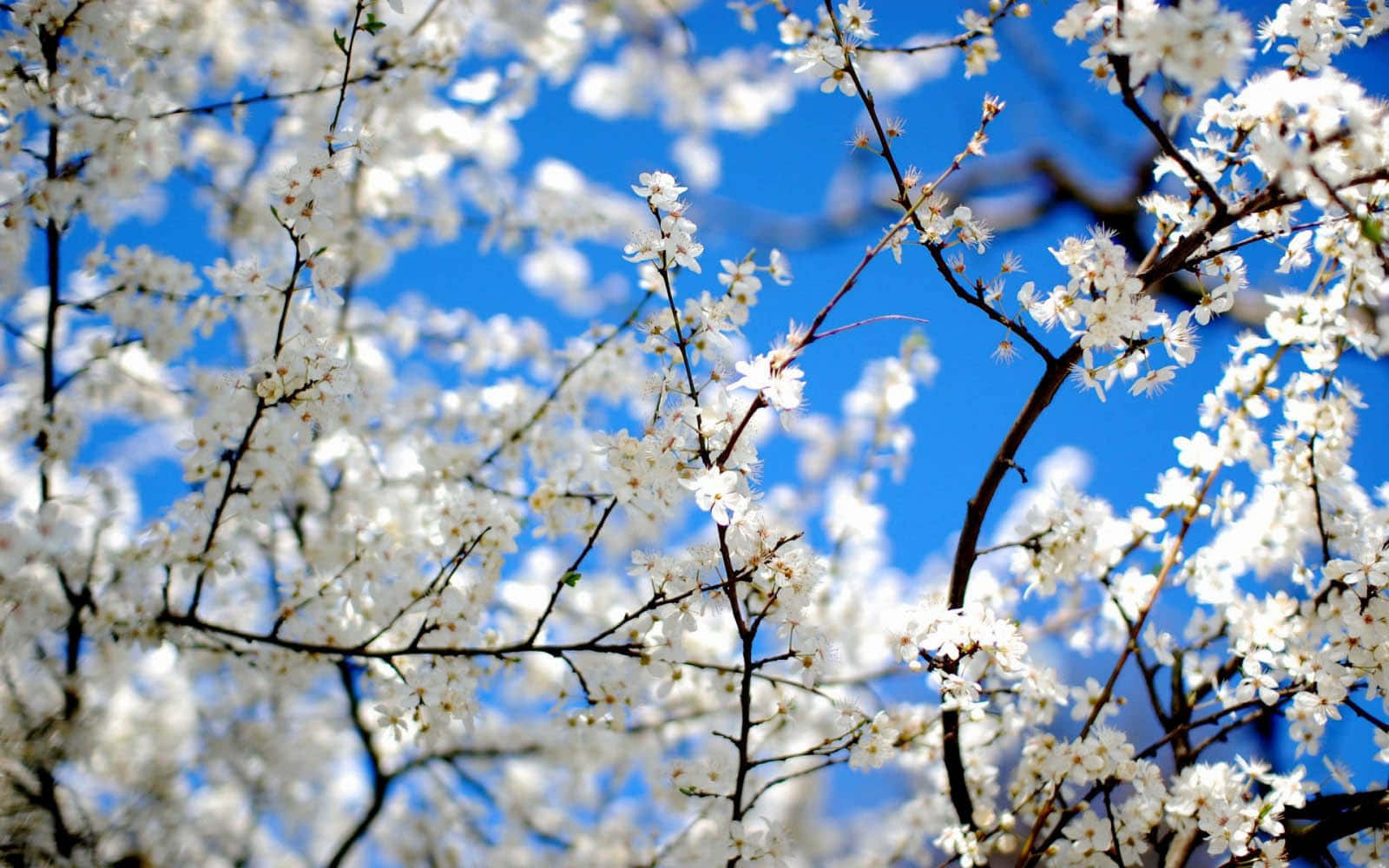 Cute Spring Desktop 桌布 壁紙 — 白色花朵在深色樹枝上密集綻放，襯托著鮮豔的藍天，沐浴在明亮的陽光下。