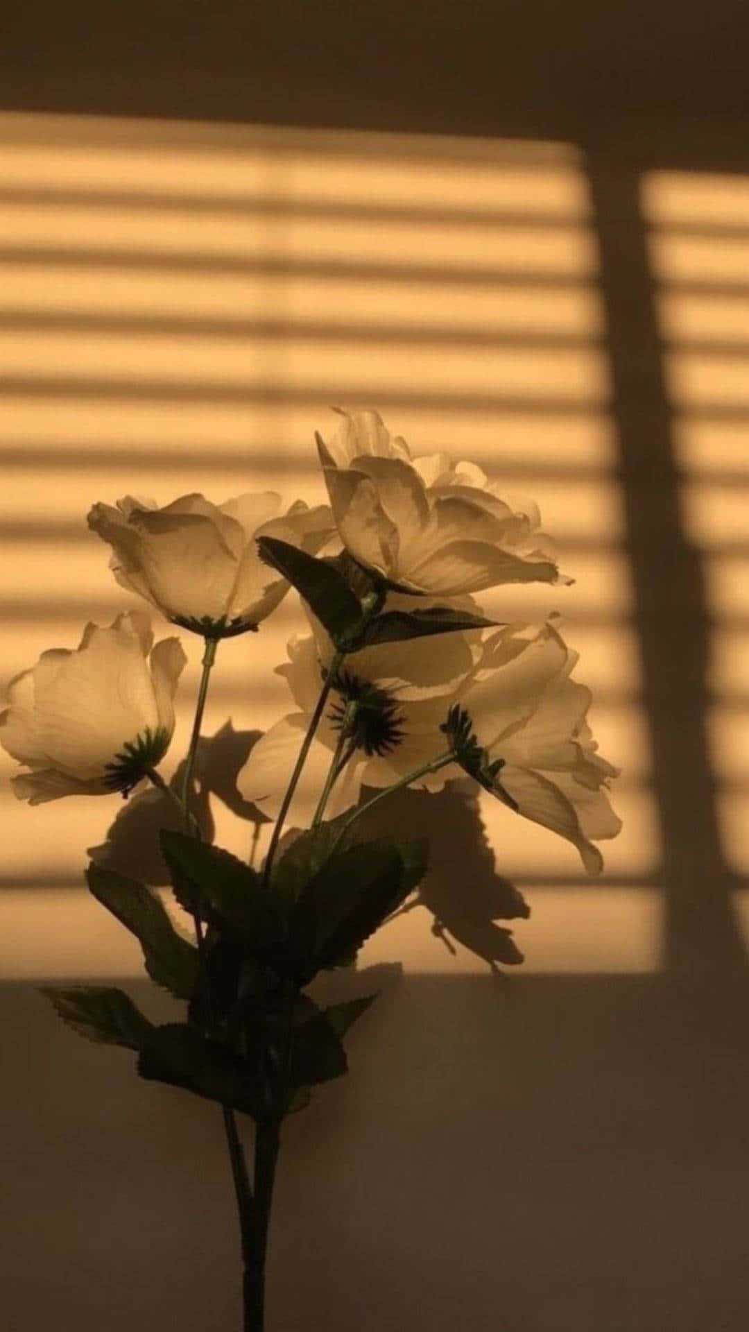 花朵美學動態圖 桌布 壁紙 — 白色花朵在溫暖金色光線透過水平百葉窗照射下，形成柔和陰影。
