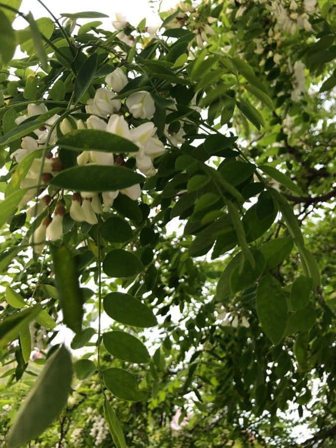 Black Locust 桌布 壁紙 — 白色花朵在茂密綠葉間如瀑布般傾瀉，在柔和日光下展現生機勃勃的春日樹木。