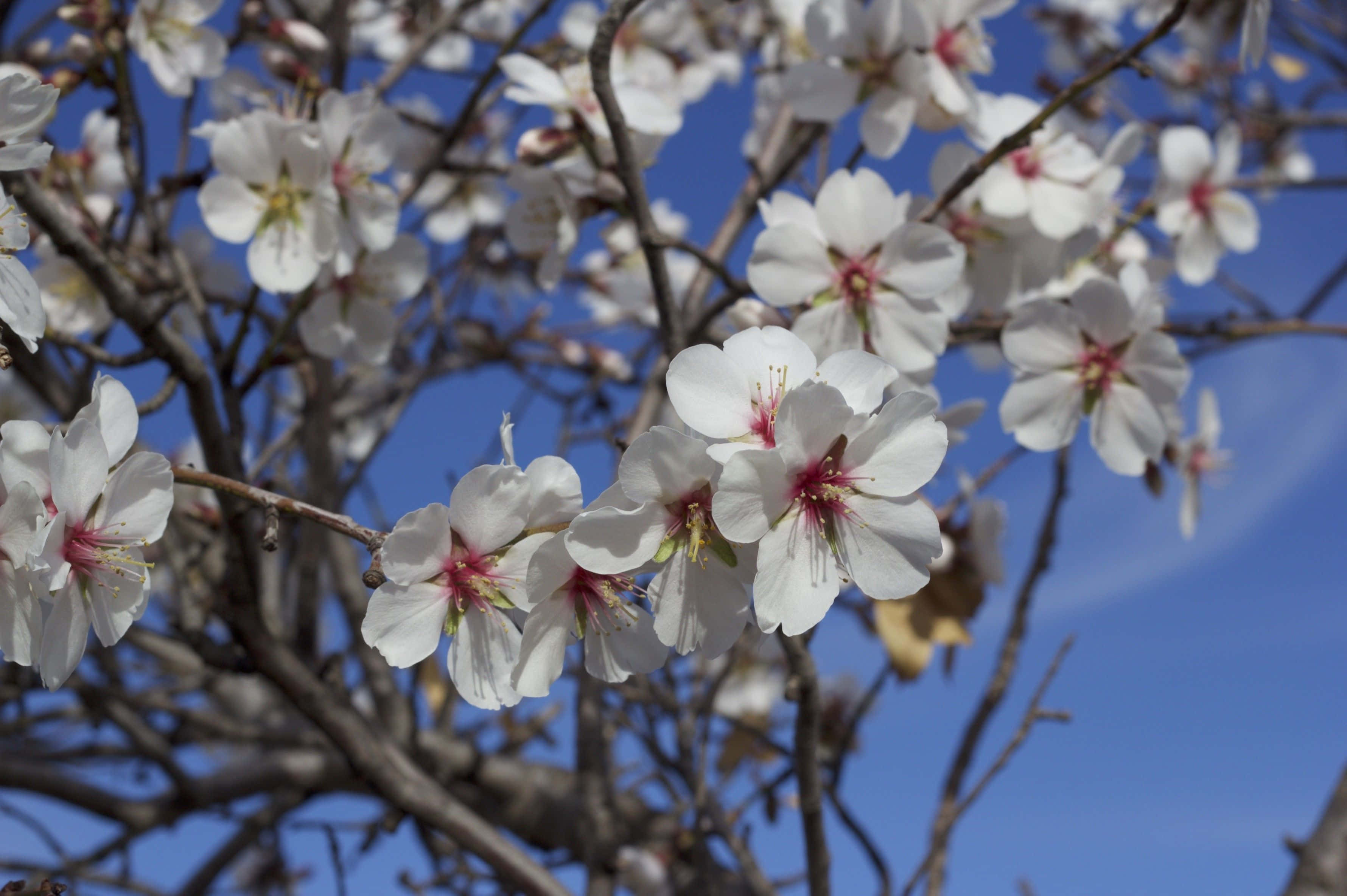 Spring Sky 桌布 壁紙 — 白色花朵帶有粉紅色花心，在光禿禿的樹枝上盛開，映襯著清澈的藍天。