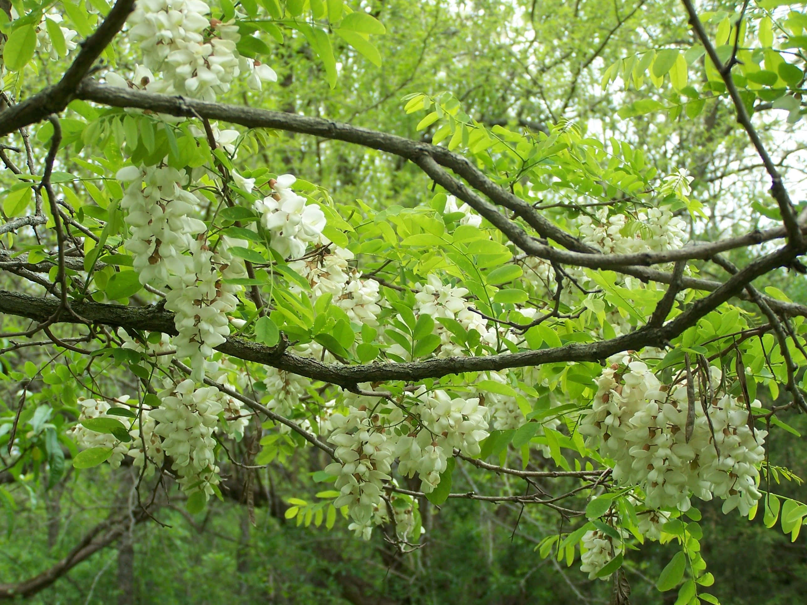 Black Locust 桌布 壁紙 — 白色花朵從樹枝上傾瀉而下，在陽光明媚的森林場景中與鮮綠的葉子交織。