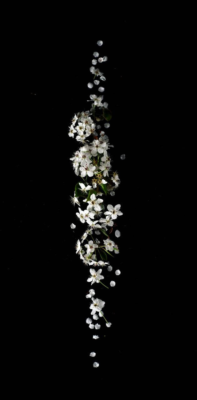 暗色花卉 桌布 壁紙 — 白色花朵與綠葉形成精緻的瀑布，垂直飄落在純黑背景上。