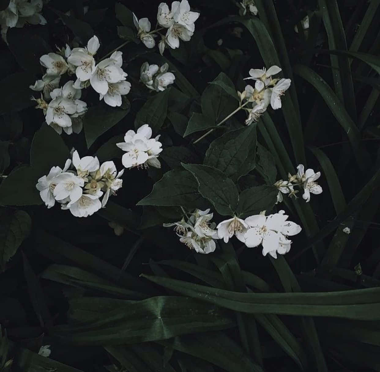 深綠色系動畫 桌布 壁紙 — 白色茉莉花在陰暗花園環境中的深綠色葉子間 delicately 綻放。
