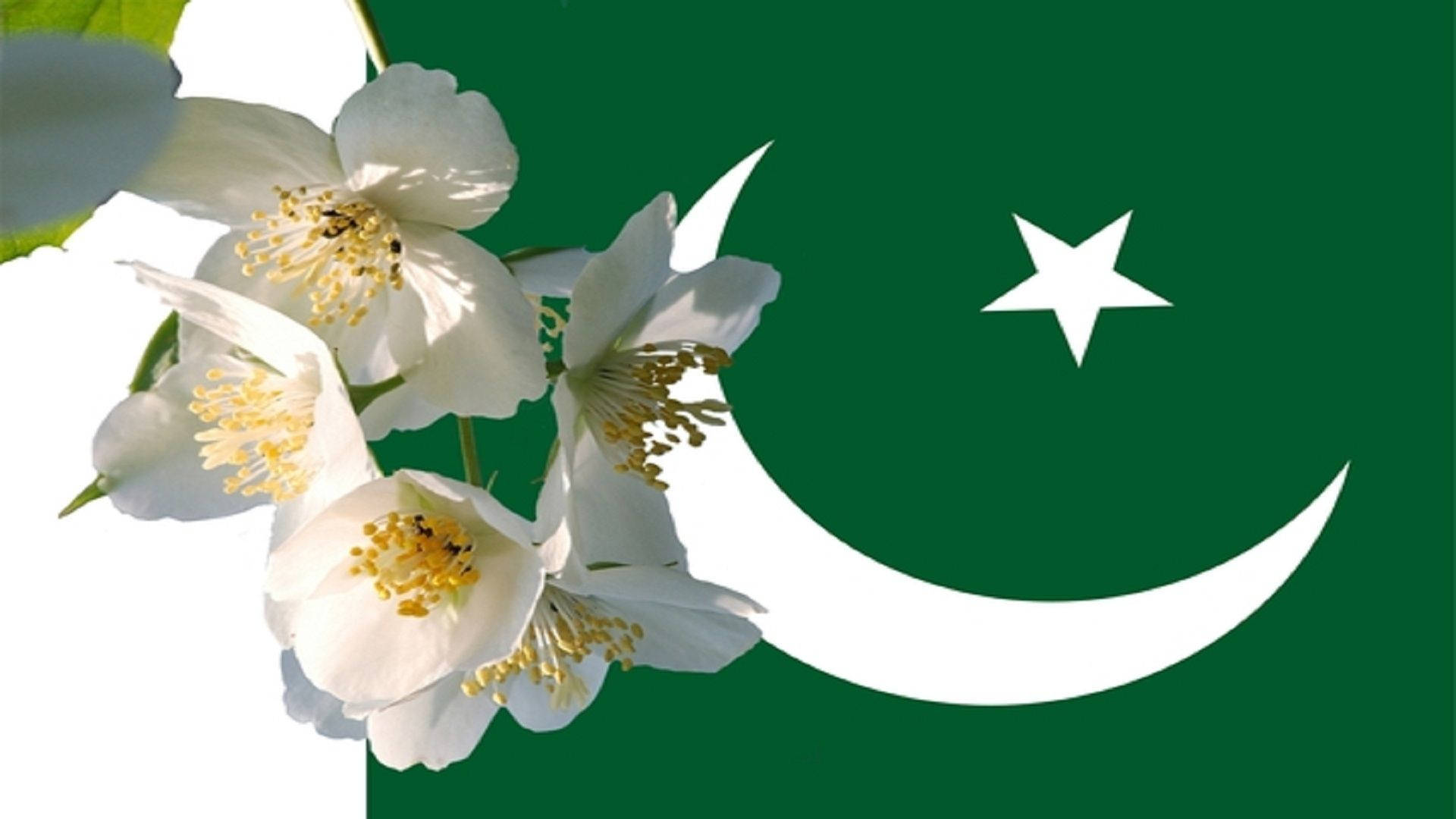 Pakistan 桌布 壁紙 — 白色茉莉花帶有黃色雄蕊，在帶有白色新月和星星的巴基斯坦綠色旗幟上盛開。