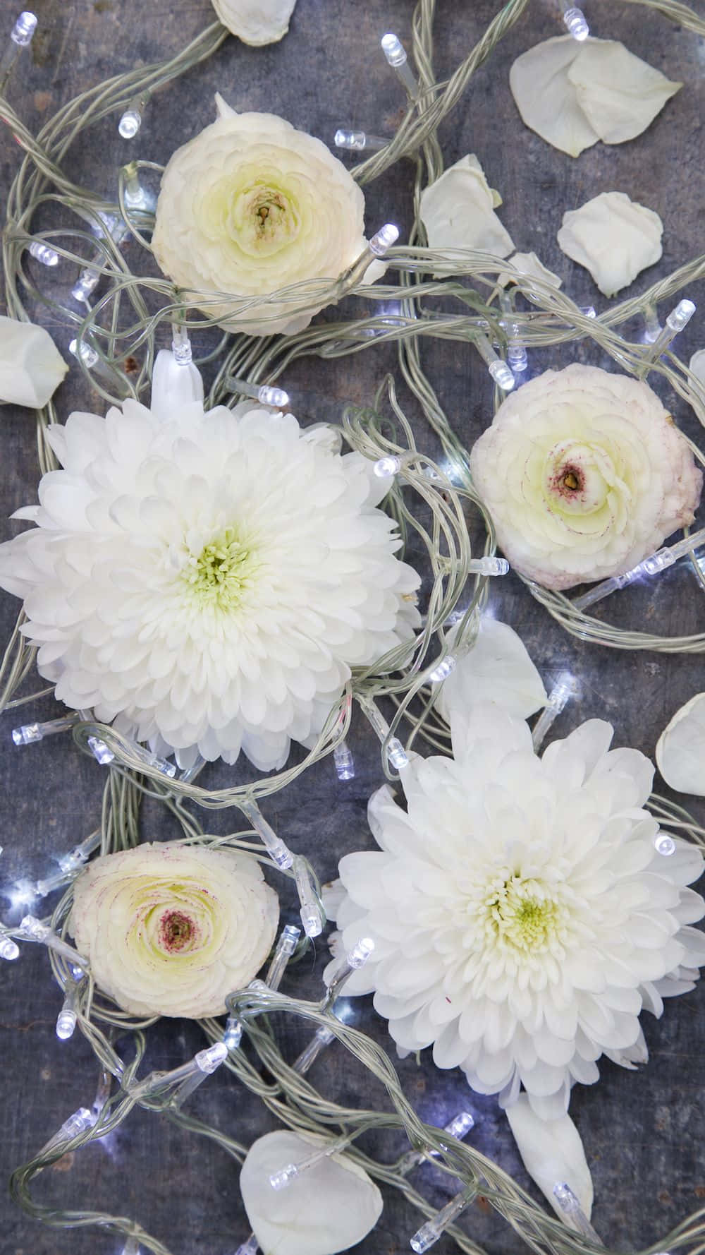 Winter Flowers 桌布 壁紙 — 白色菊花和毛茛花在黑暗紋理表面上閃爍的仙女燈中綻放。