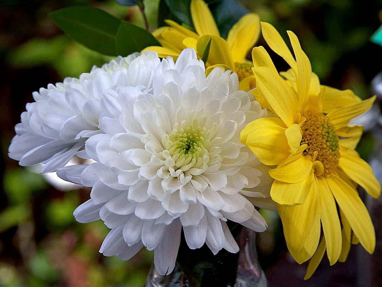 Chrysanthemum 桌布 壁紙 — 白色菊花和鮮黃色雛菊的特寫，放在玻璃花瓶裡，背景是模糊的綠色。