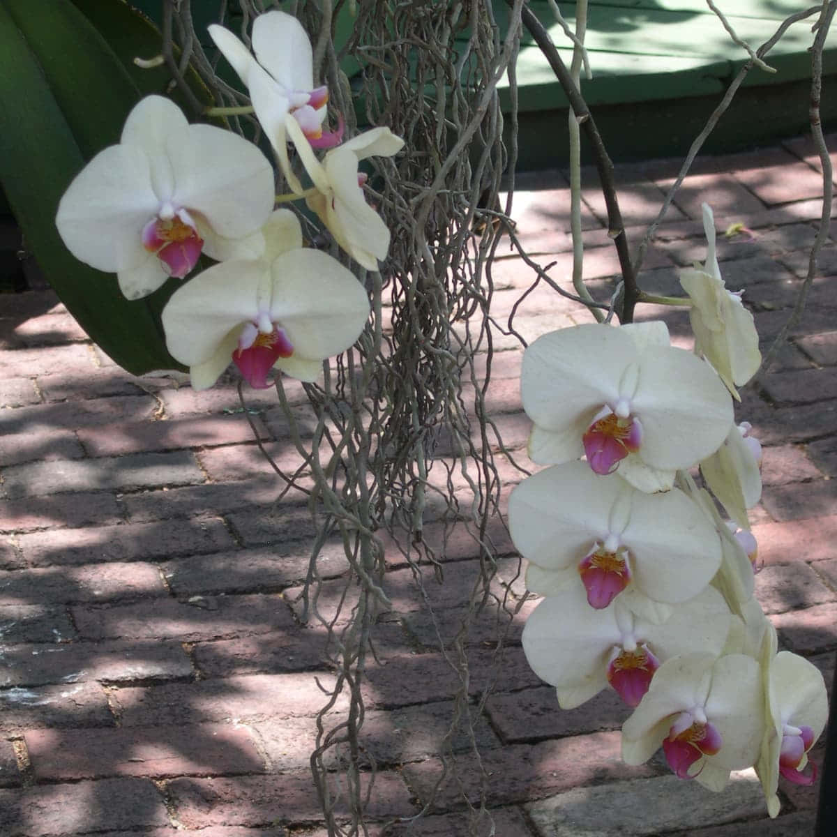 Orchid Flower 桌布 壁紙 — 白色蘭花帶有粉紅色中心，在磚砌路面和斑駁陽光的背景下優雅綻放。