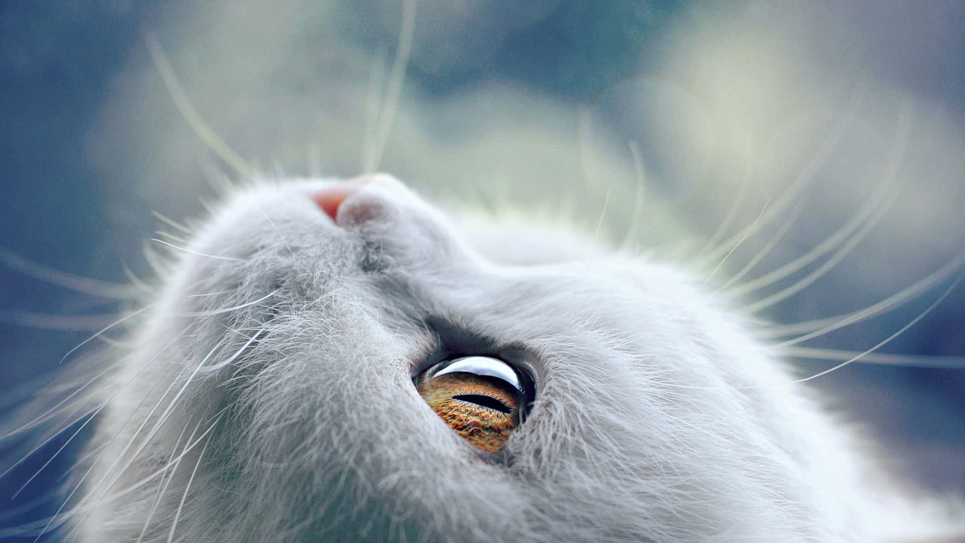 Cat Eyes 桌布 壁紙 — 白色貓咪的臉部特寫，向上傾斜，露出一隻金色的眼睛和精緻的鬍鬚，背景柔和模糊。