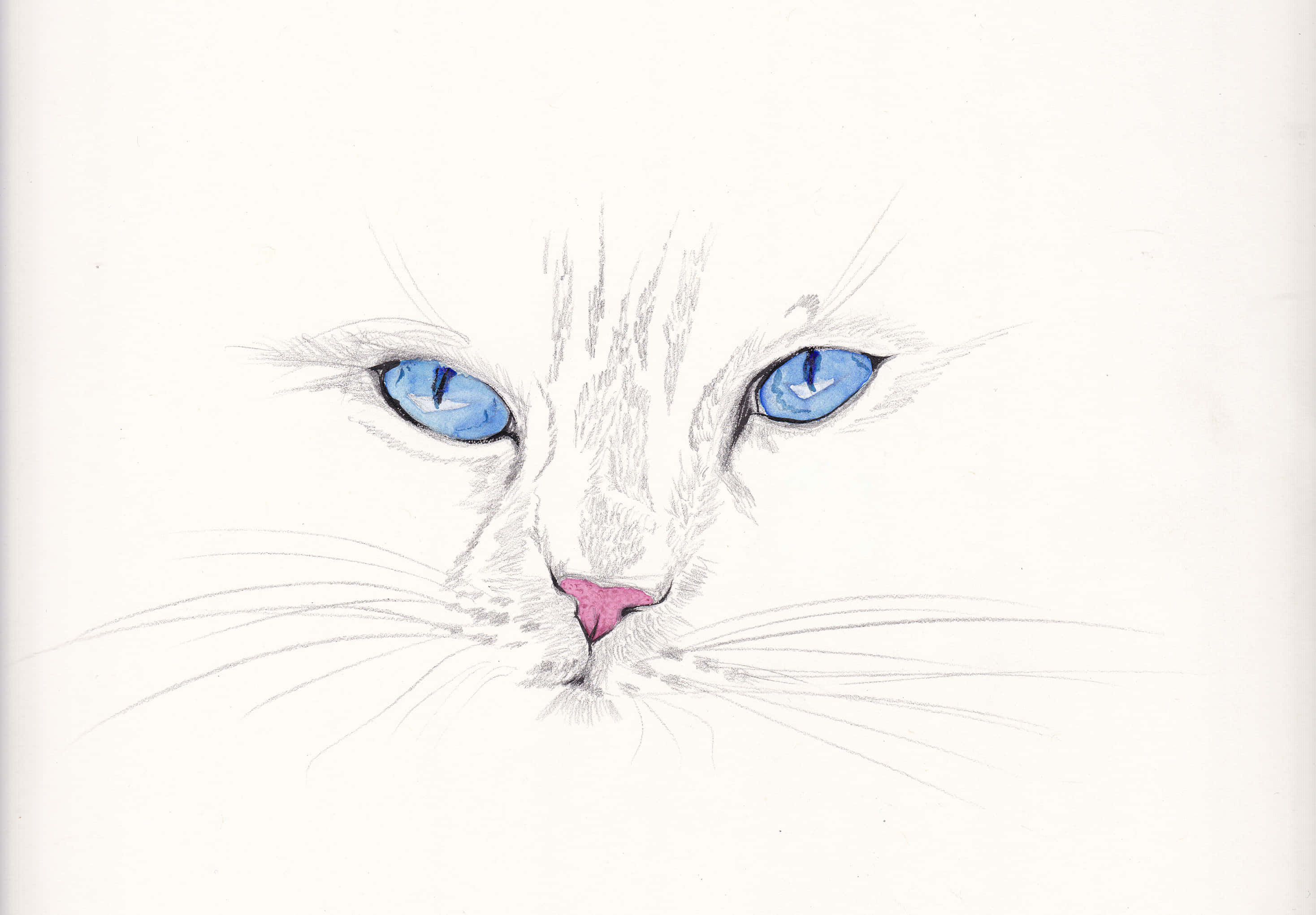 Cat Eyes 桌布 壁紙 — 白色貓咪臉部的特寫插圖，擁有引人注目的藍色眼睛和粉紅色鼻子，背景為純色。