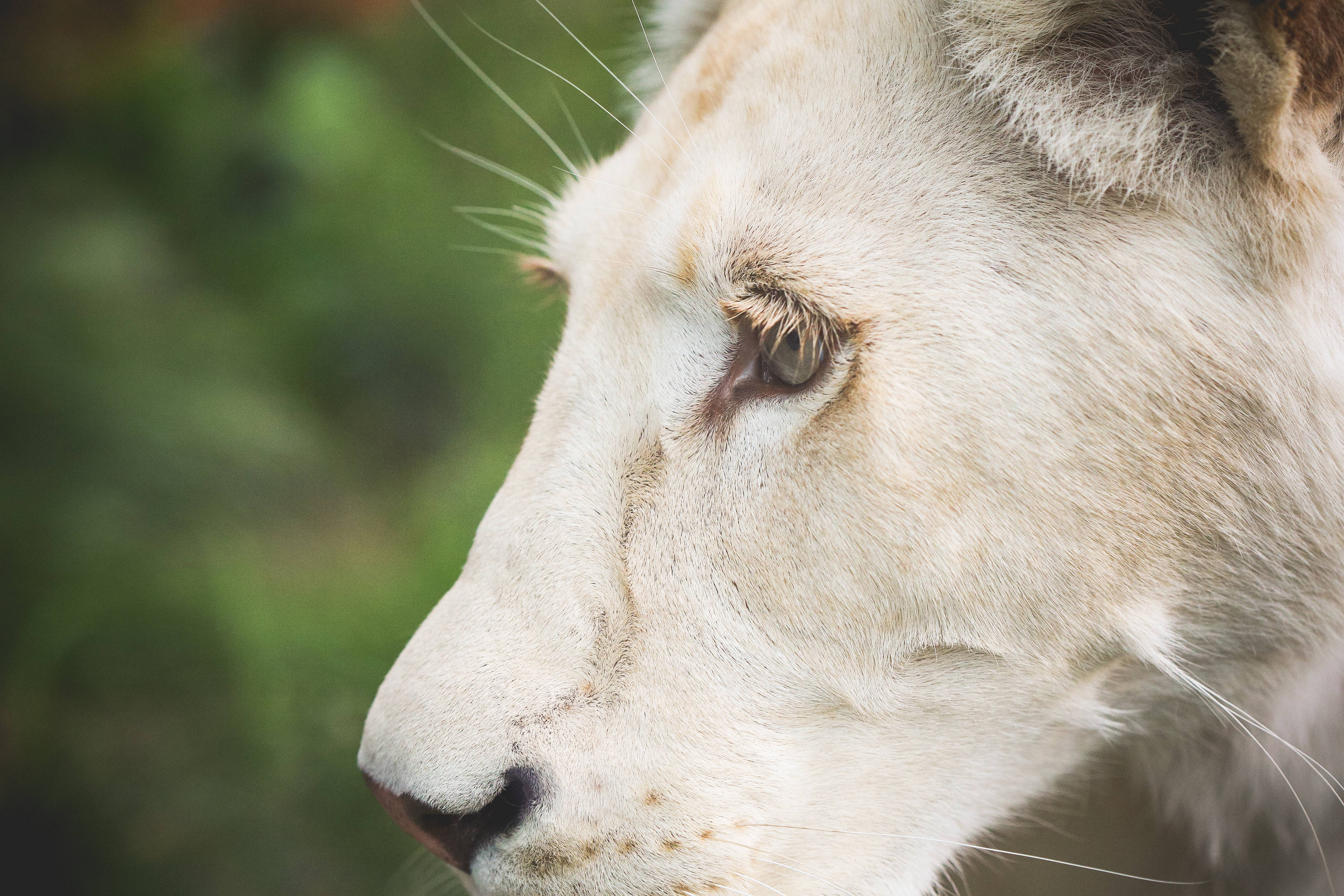Cool Lion 桌布 壁紙 — 白色雌獅寧靜側面特寫，背景為柔和綠色模糊效果。