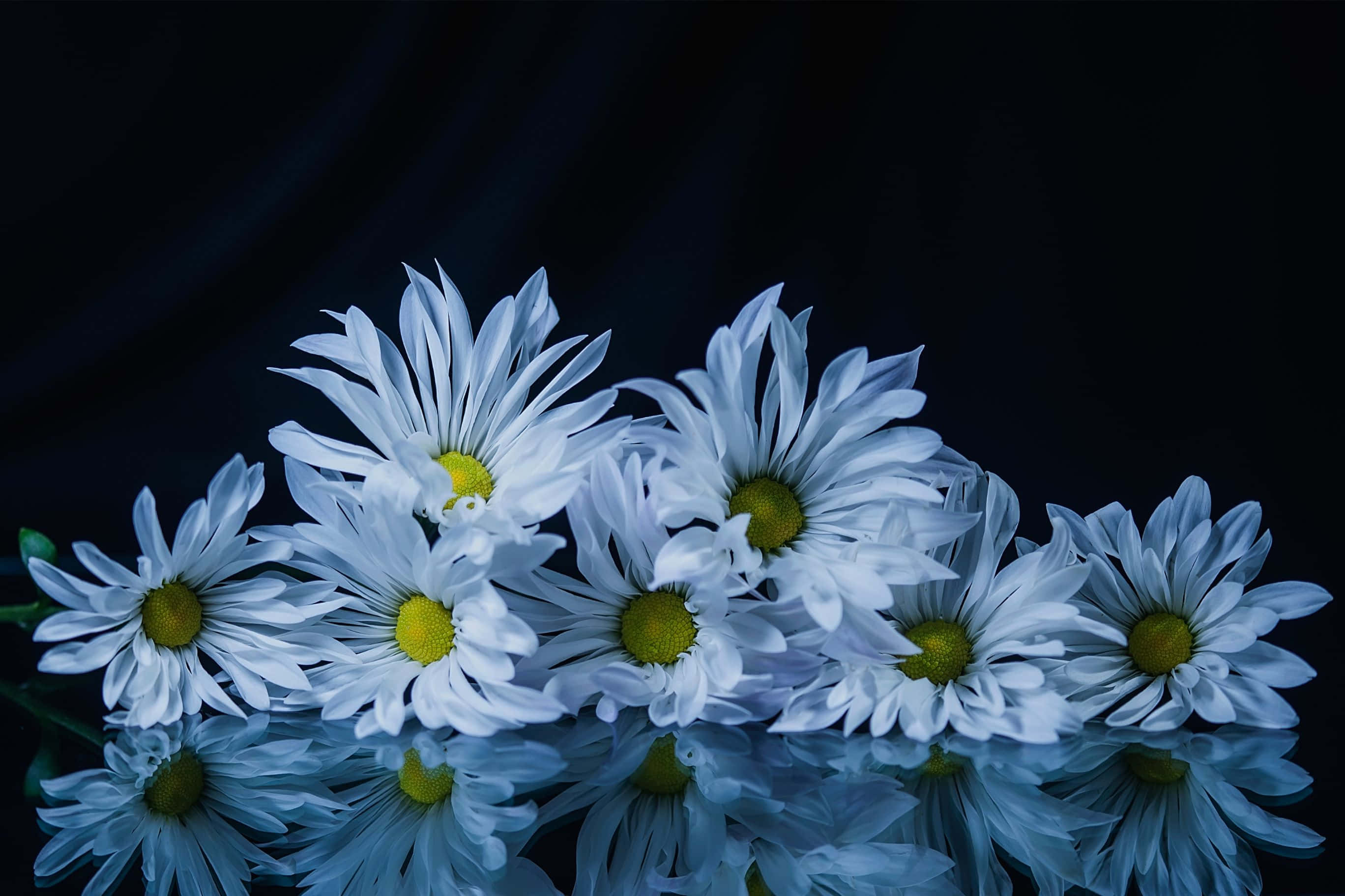2736x1824 桌布 壁紙 — 白色雛菊，黃色花心，在深色背景下盛開，它們的倒影在下方光澤表面上閃爍。