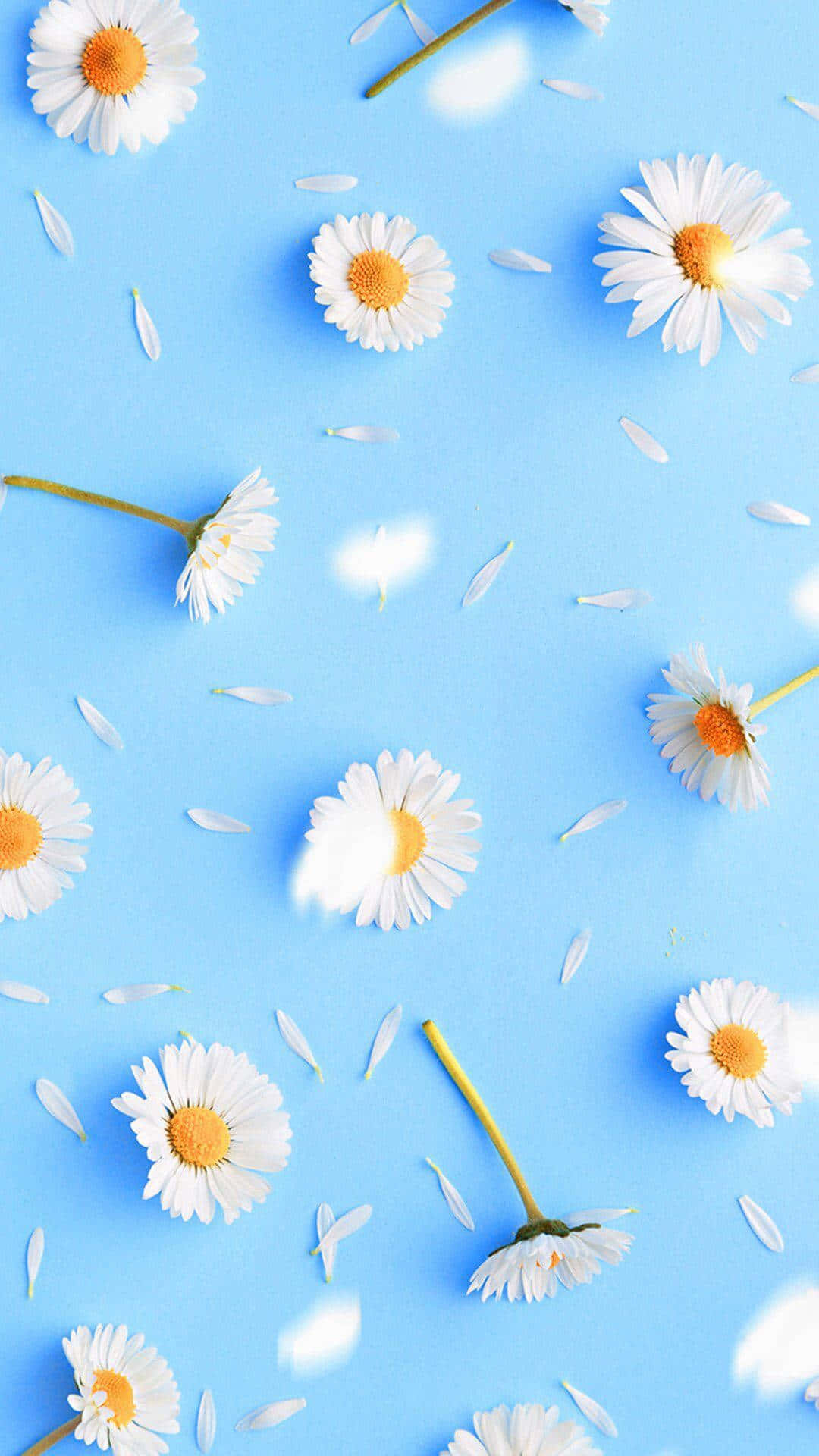 Daisy 桌布 壁紙 — 白色雛菊，黃色花心，散落的花瓣，漂浮在柔和的藍色背景上。