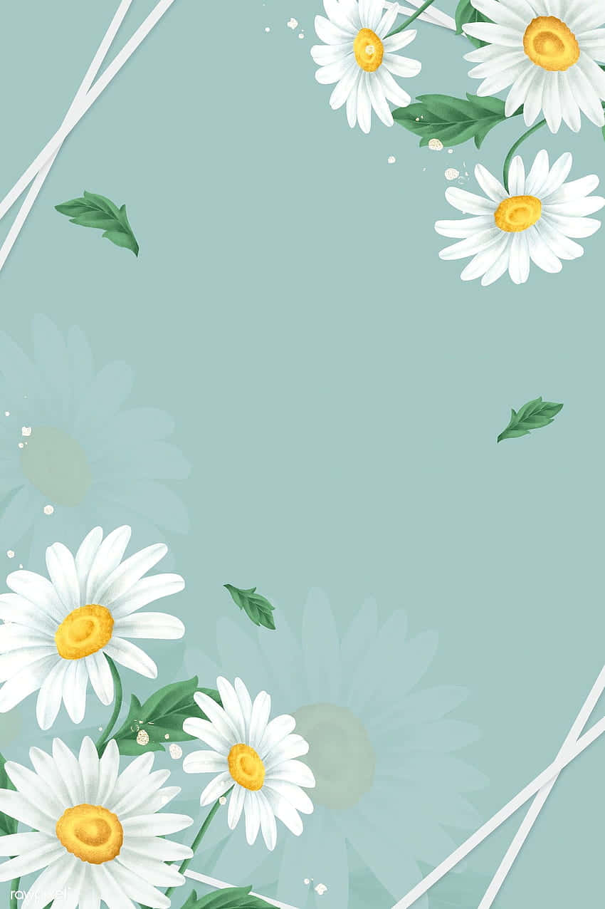 青色GIF 桌布 壁紙 — 白色雛菊，黃色花心，綠色葉子，襯托柔和的薄荷色背景，帶有細緻的花卉疊加和白色絲帶點綴。