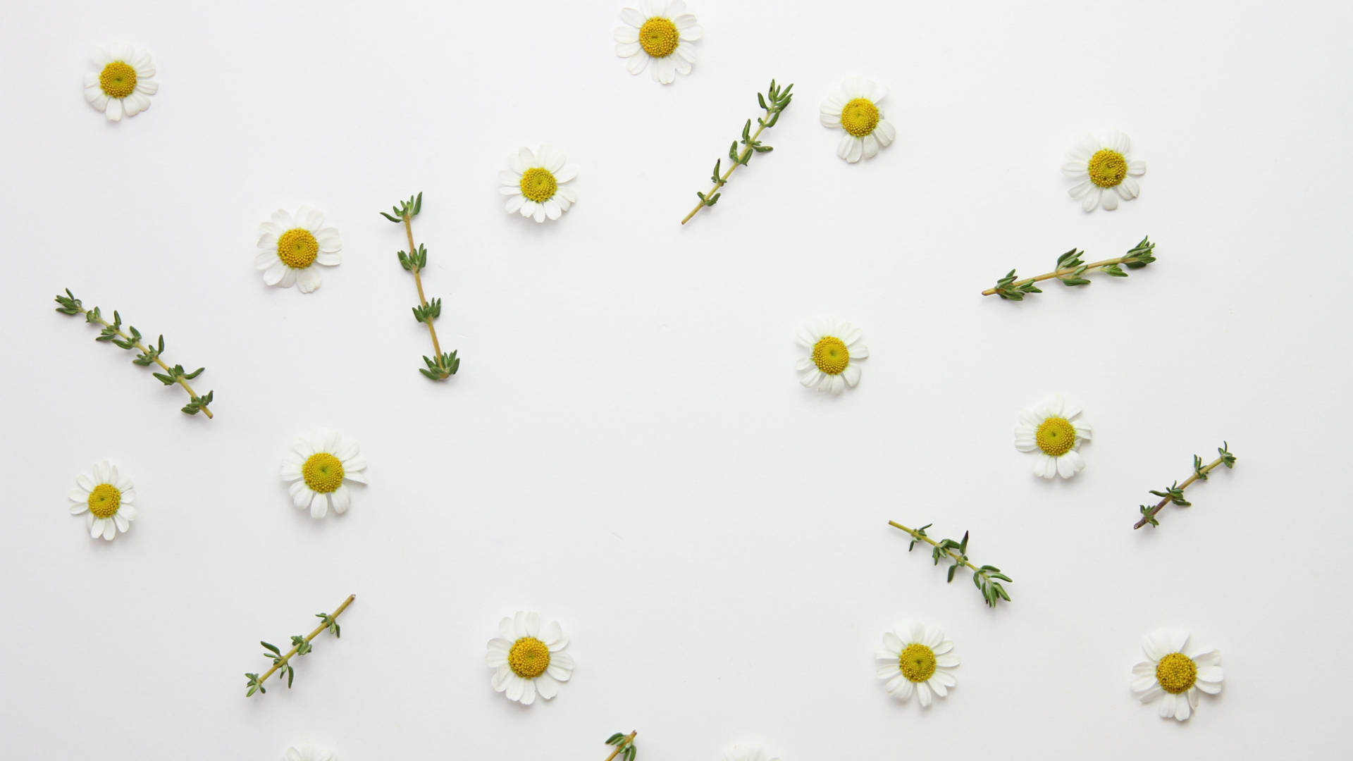 Daisy 桌布 壁紙 — 白色雛菊和綠色百里香枝條以散落圖案排列在潔淨的白色表面上。